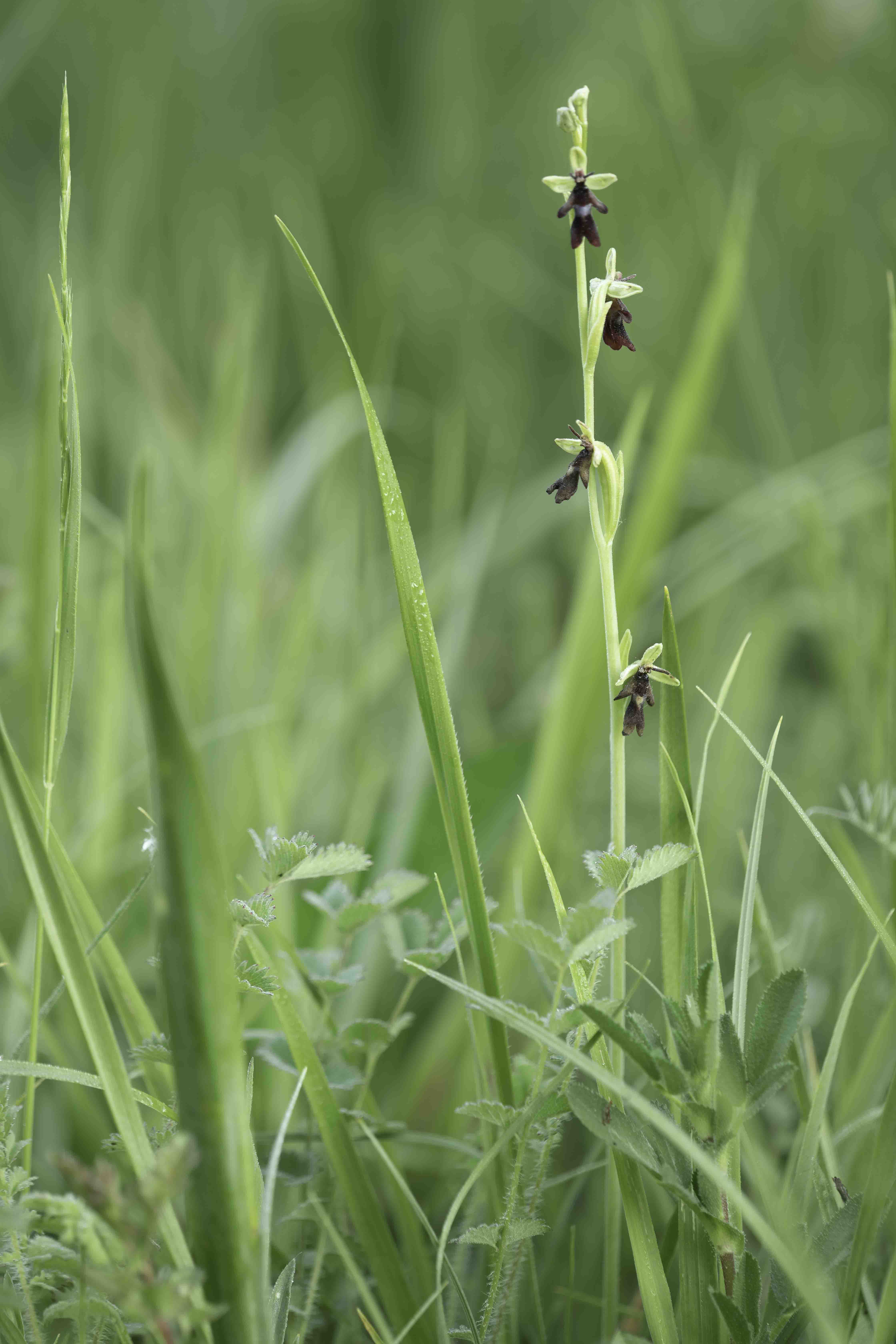 Vliegenorchis (Ophrys insectifera) - 05/2023 - Viroinval (B)