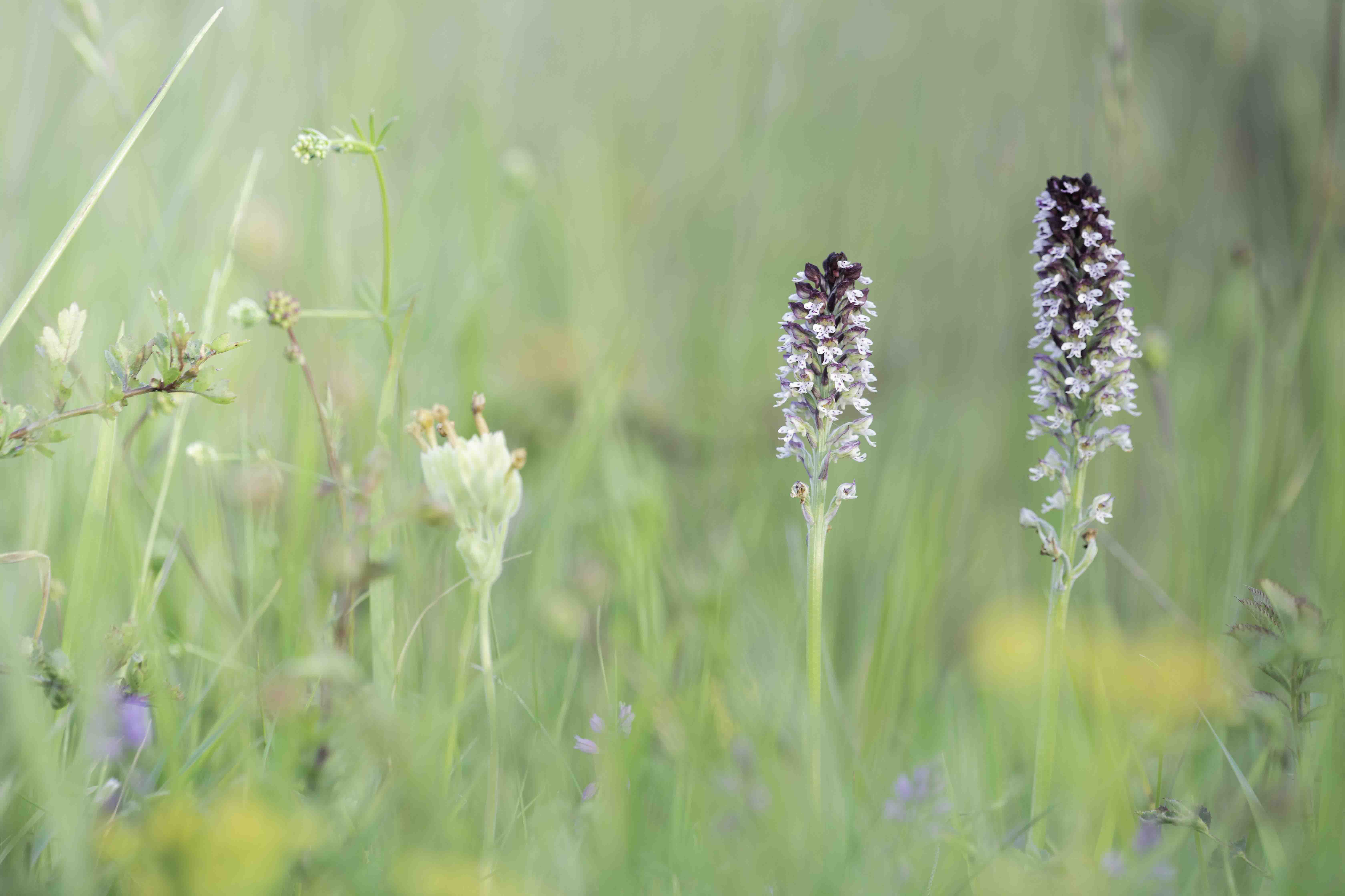 Burnt Orchid (Neotina ustulata)