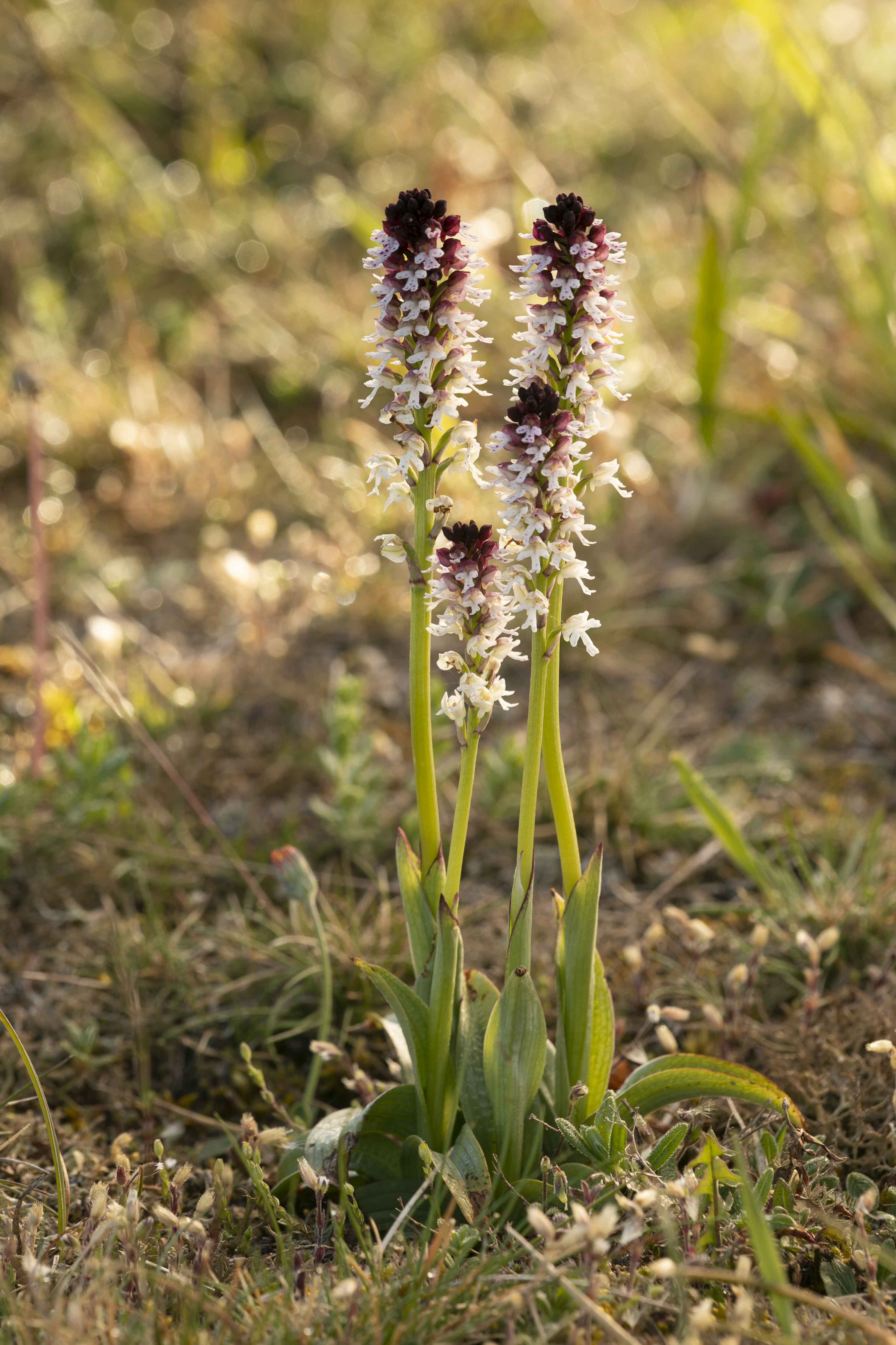 Burnt Orchid - Neotina ustulata