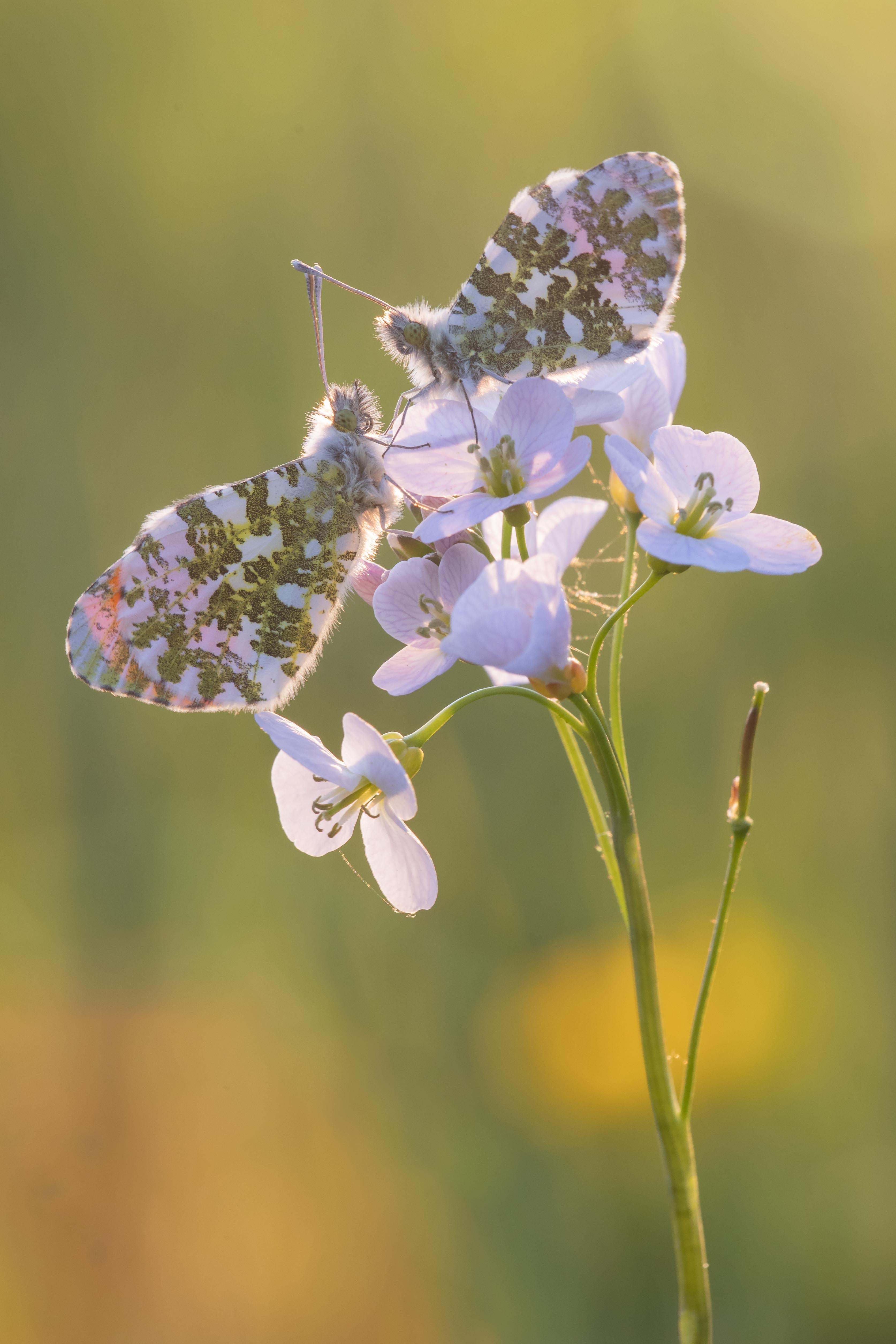 Orange tip 