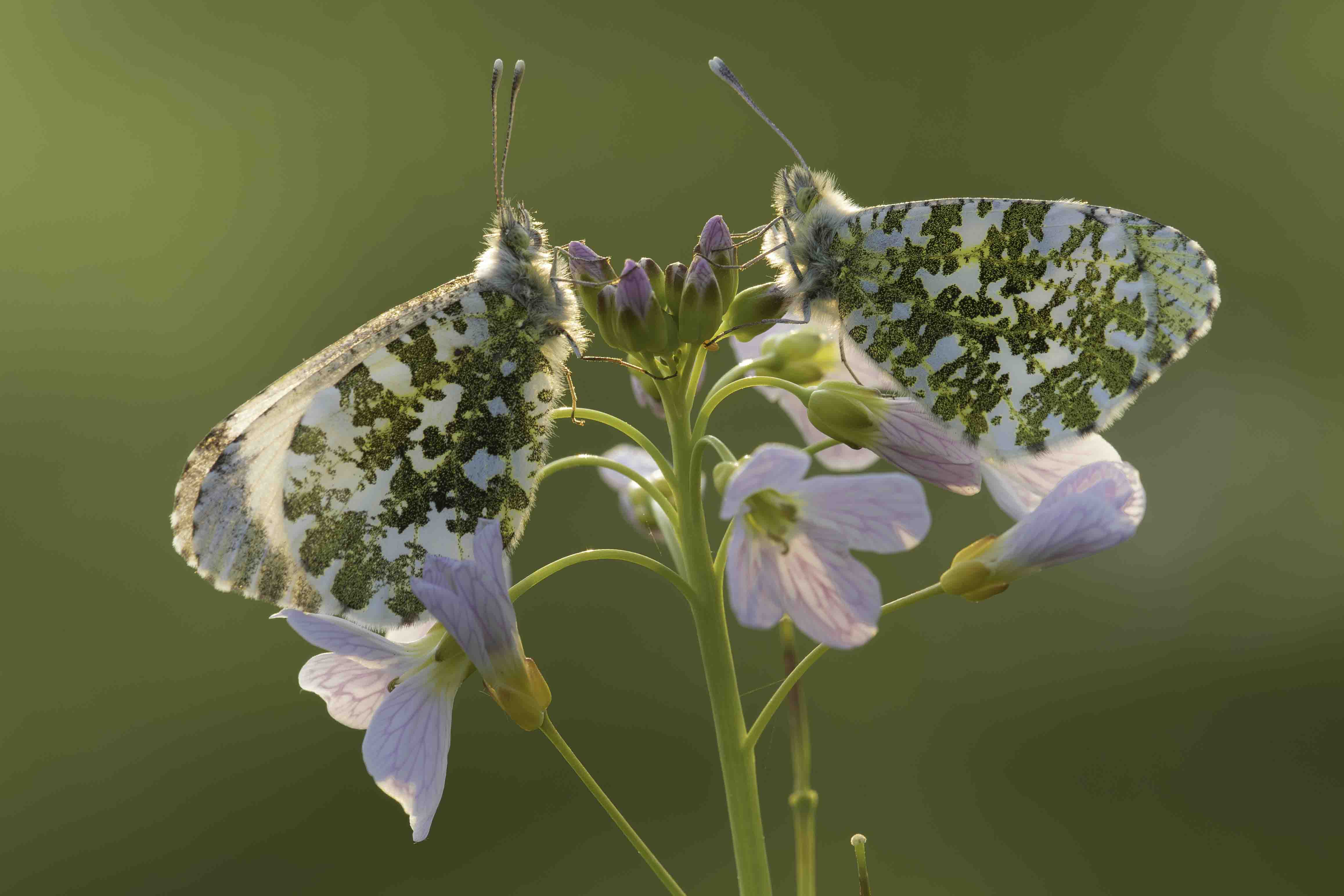 Oranjetipje  - Anthocharis cardamines