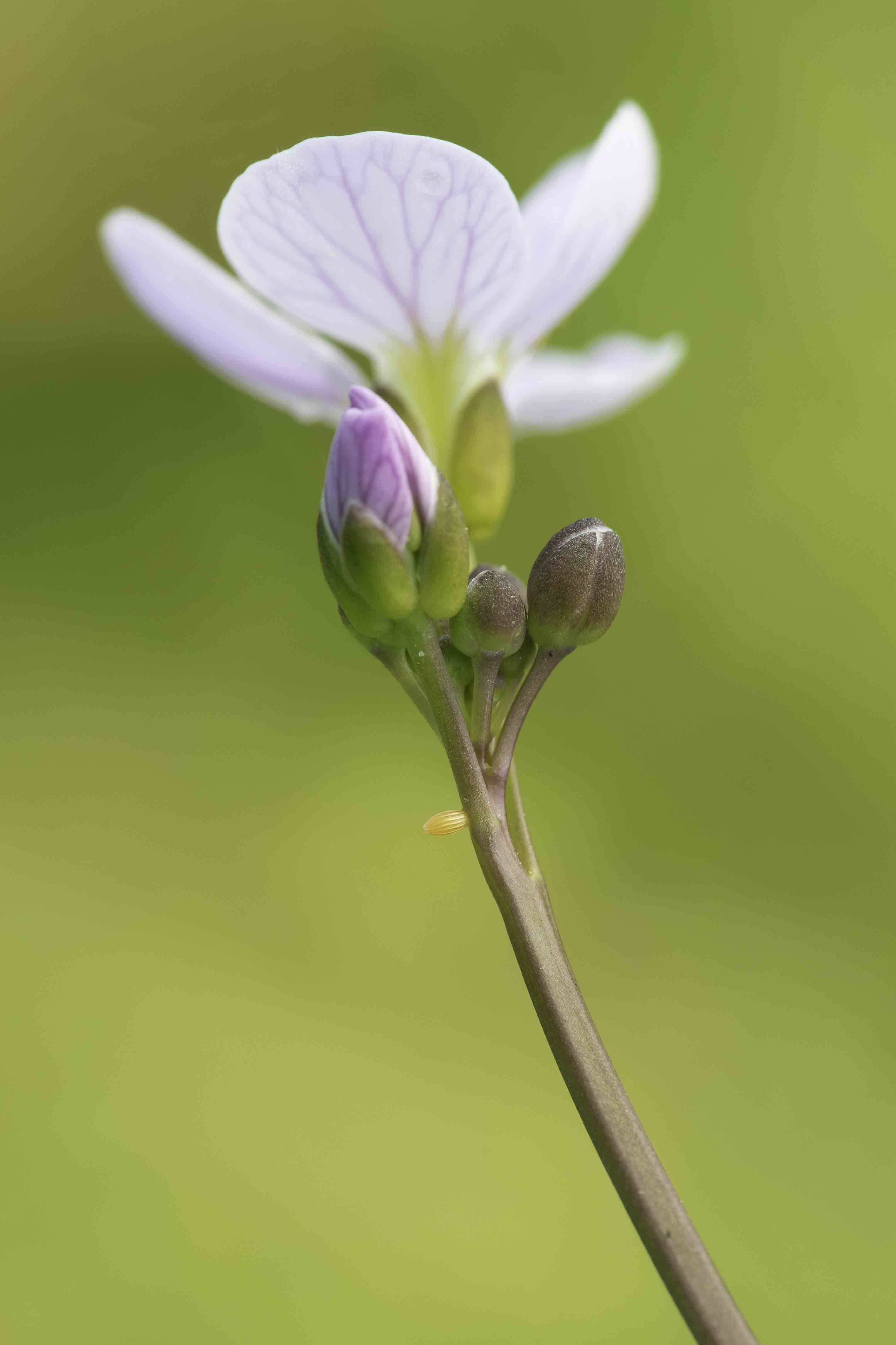 Oranjetipje  - Anthocharis cardamines