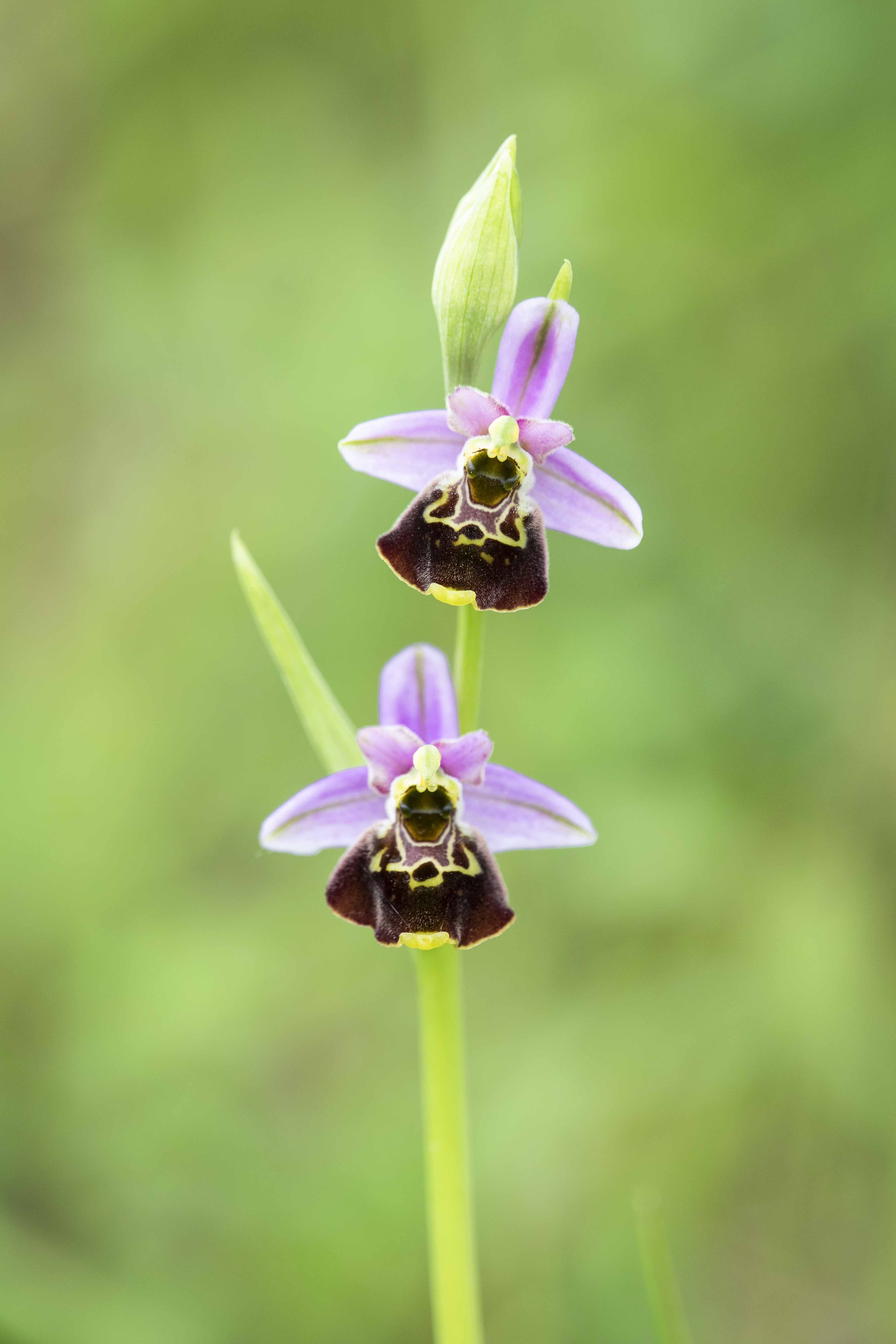  Late Spider-orchid