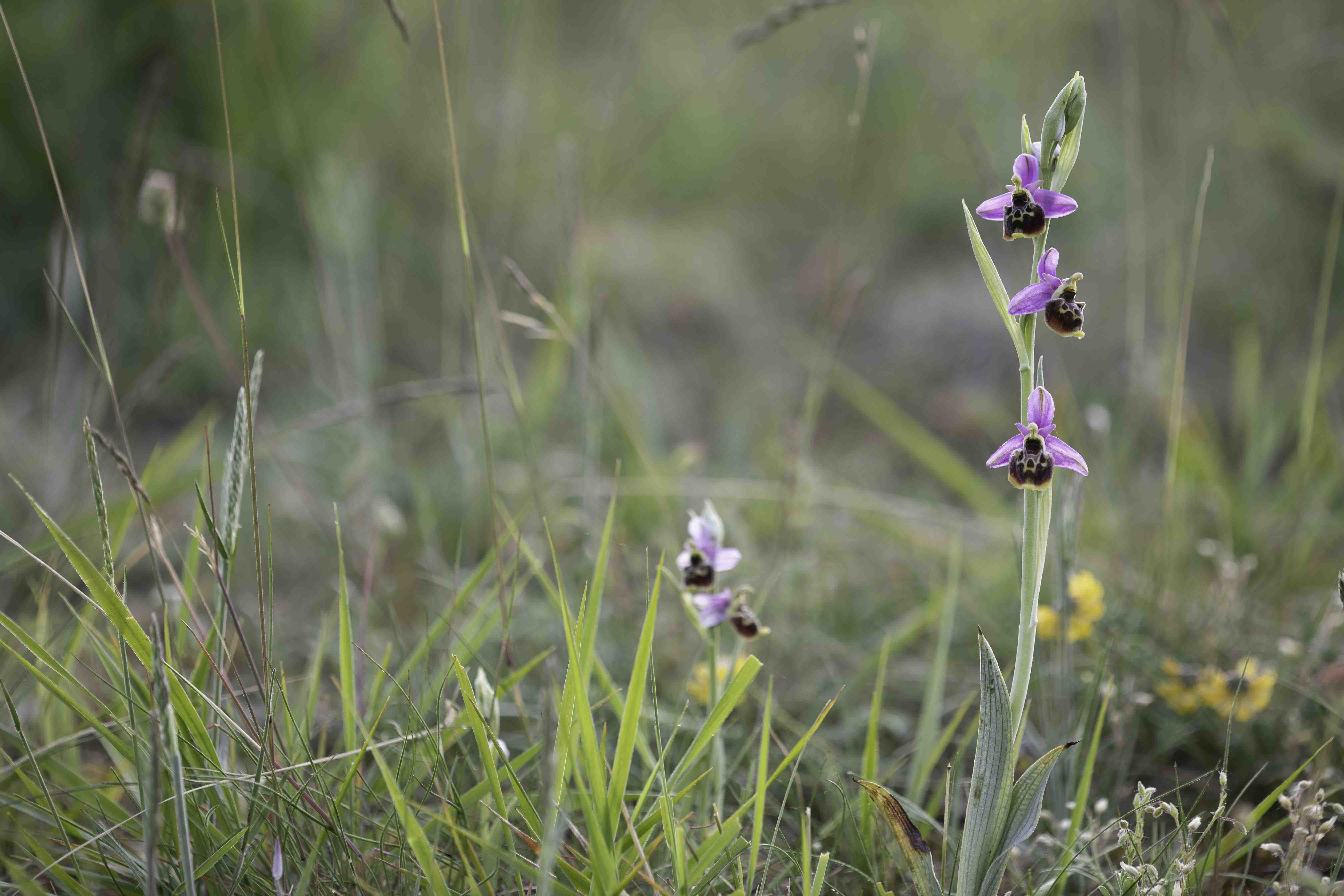 Hommelorchis - Ophrys fuciflora