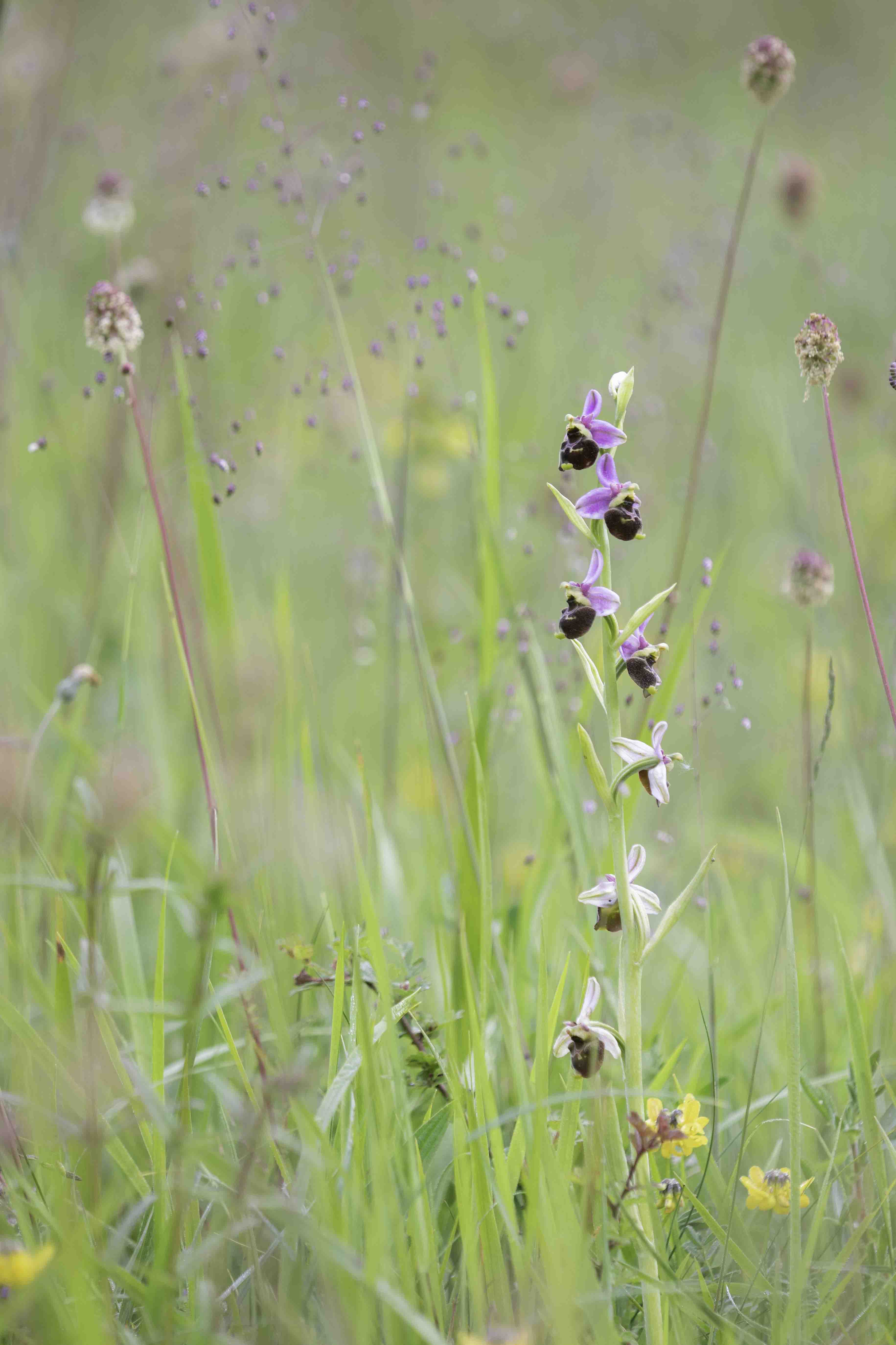  Late Spider-orchid - Ophrys fuciflora