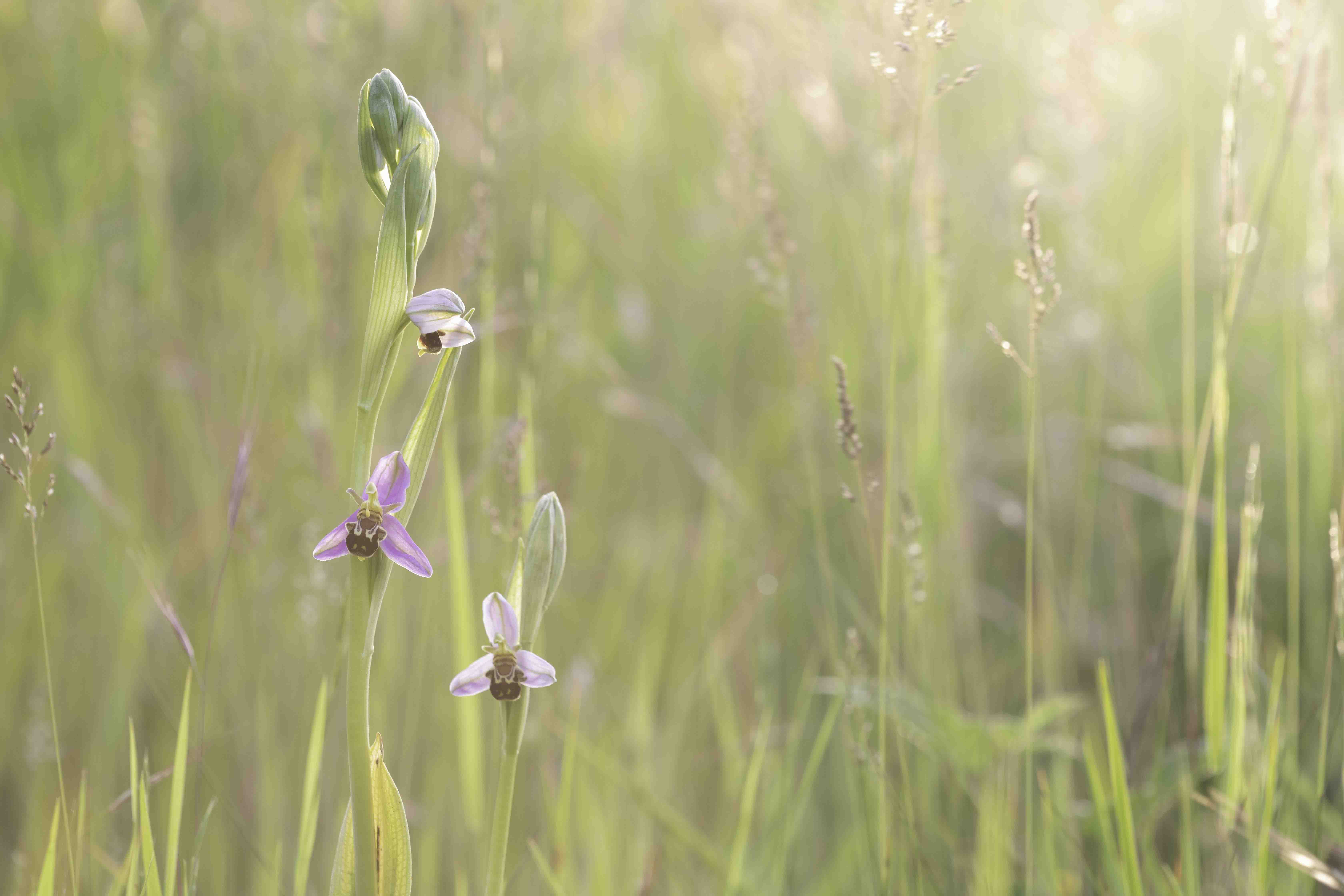 Bee Orchid (Ophrys apifera)