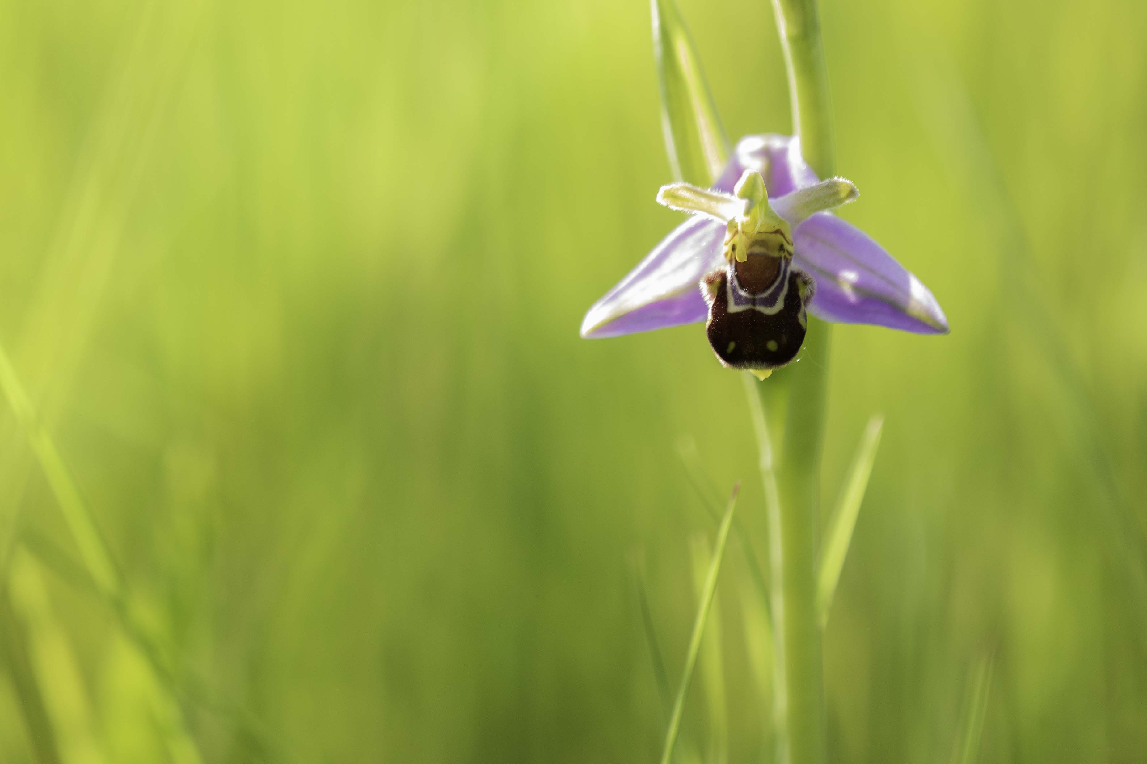 Bee Orchid (Ophrys apifera)