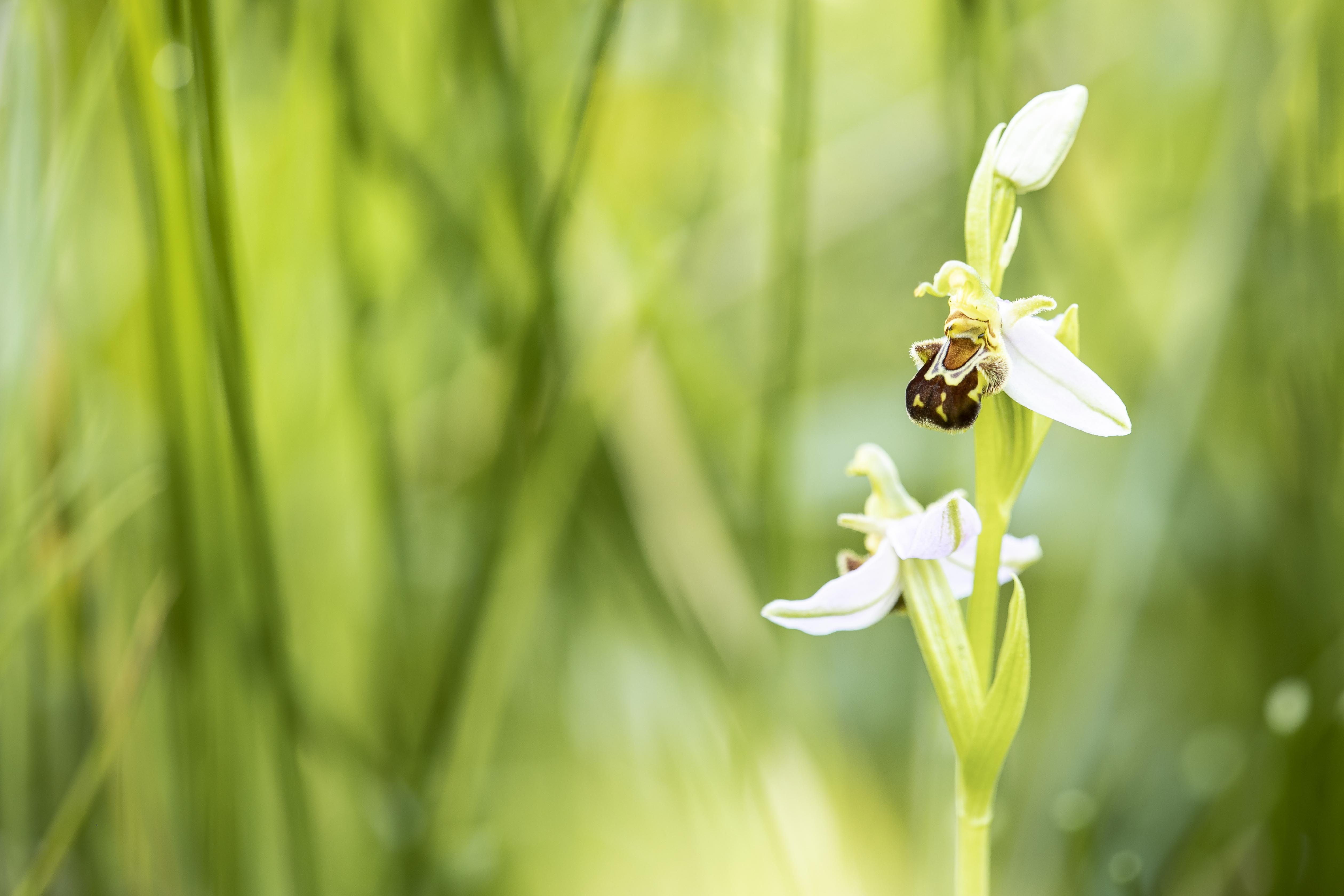 Bee Orchid - Ophrys apifera