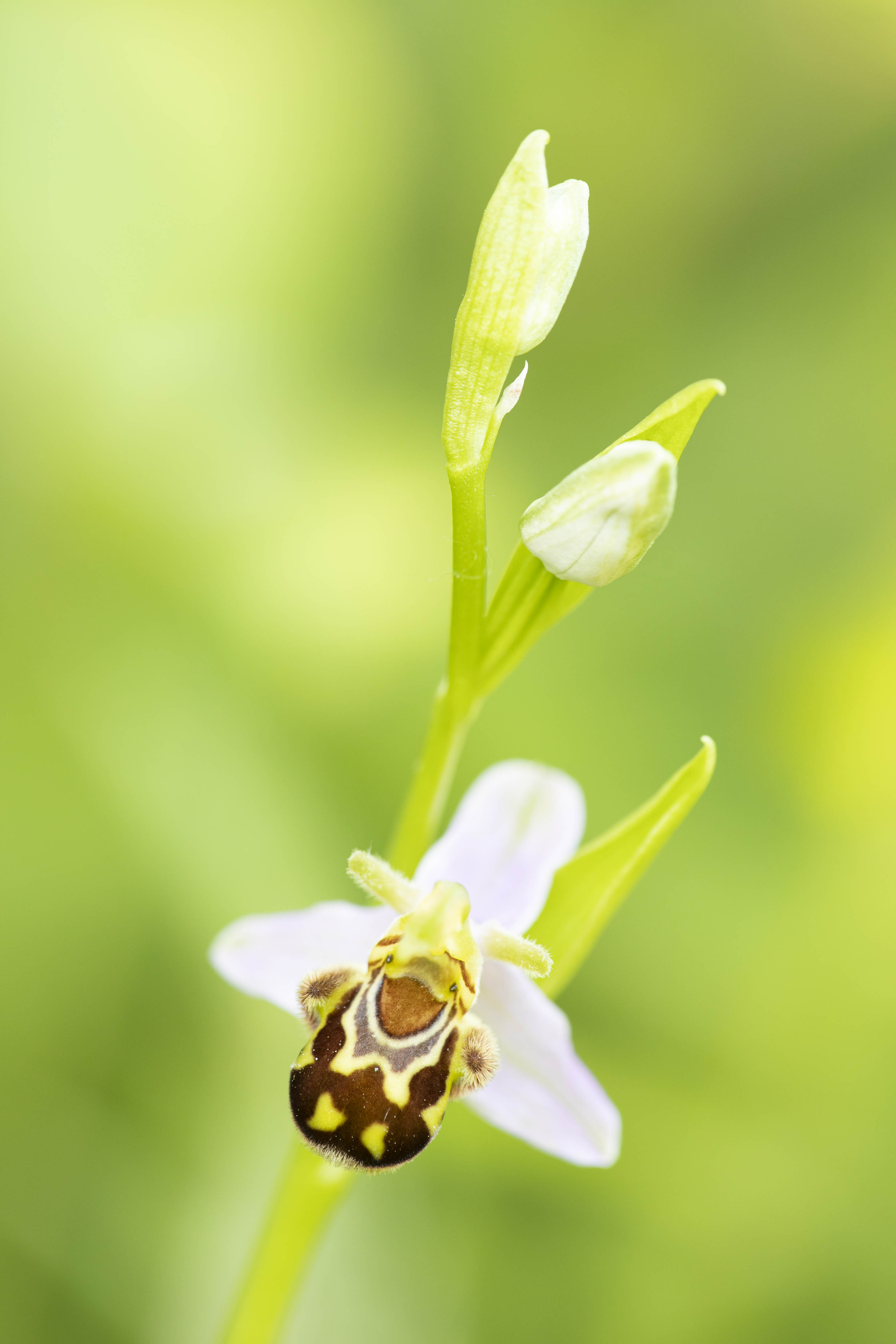 Bee Orchid (Ophrys apifera)