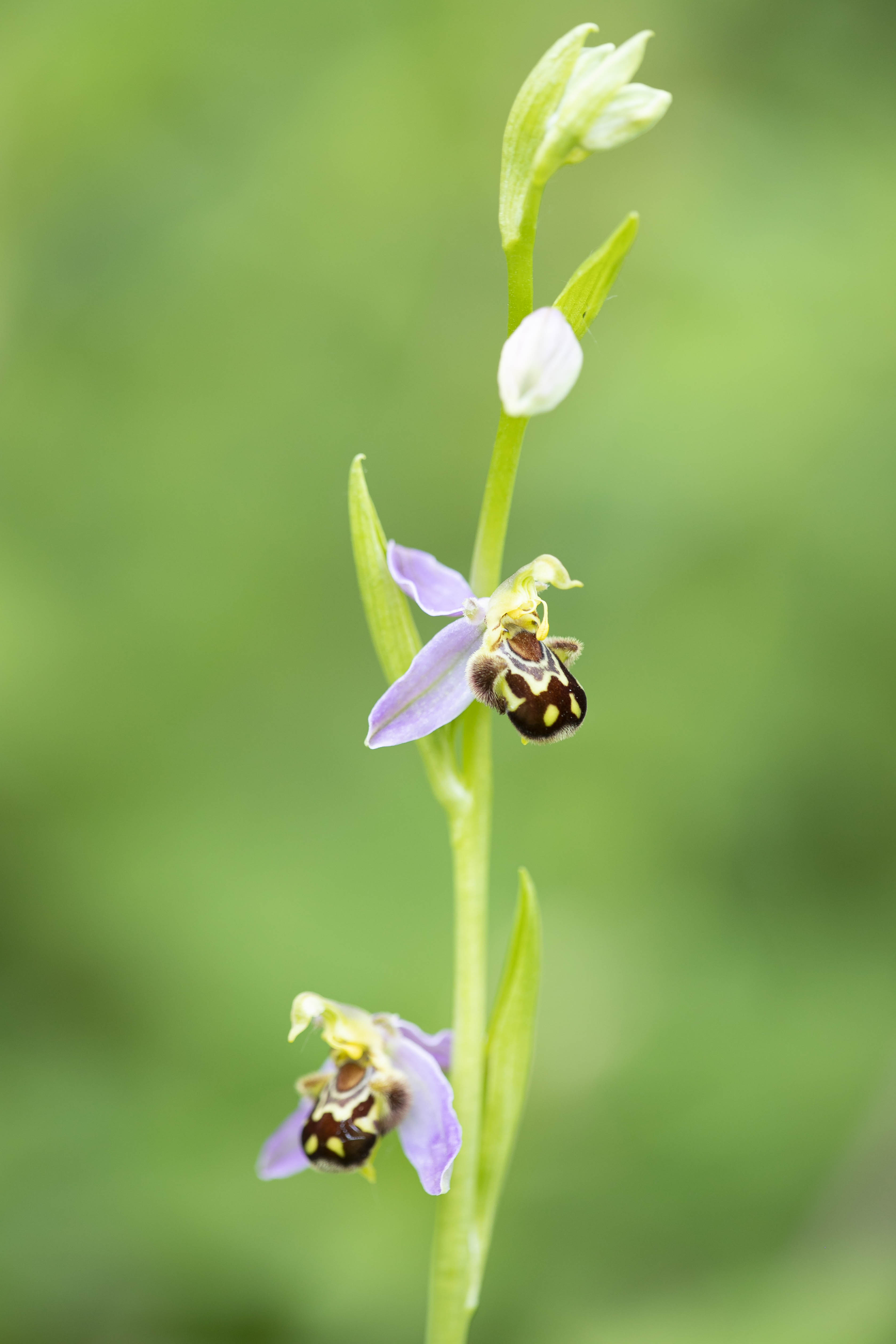 Bee Orchid - Ophrys apifera