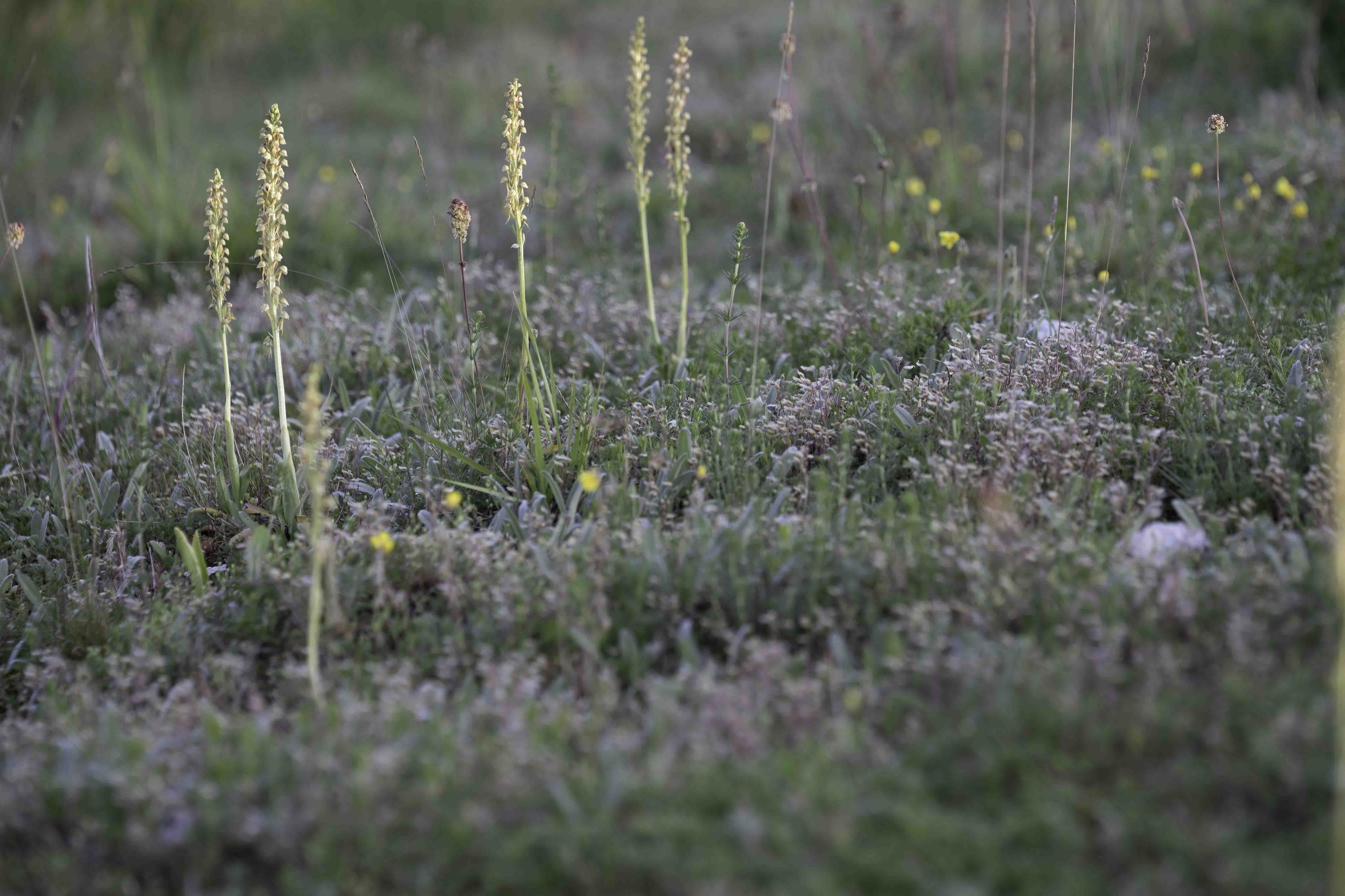 Man Orchid (Orchis anthropophora)