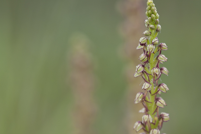 Man Orchid - Orchis anthropophora