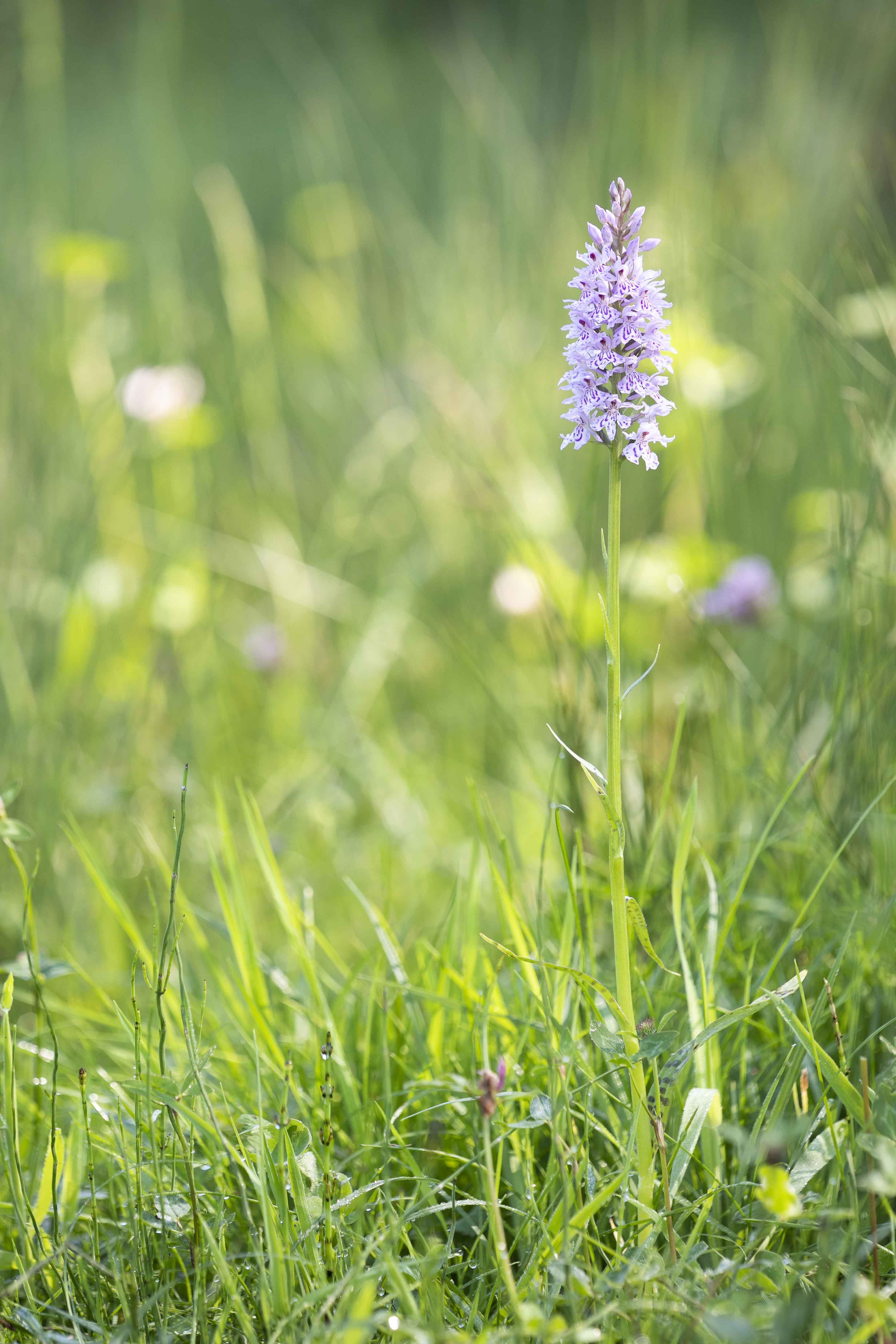 Bosorchis - Dactylorhiza fuchsii