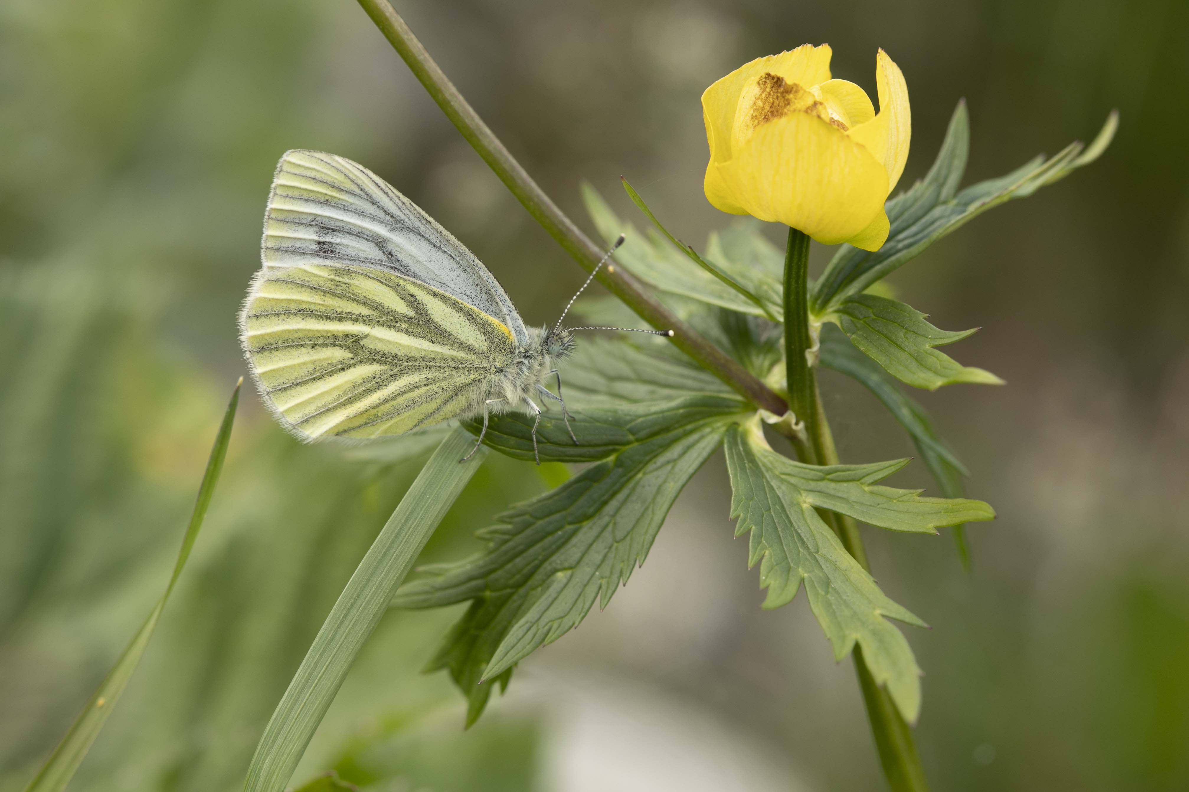 Berg Geaderd Witje - Pieris bryoniae