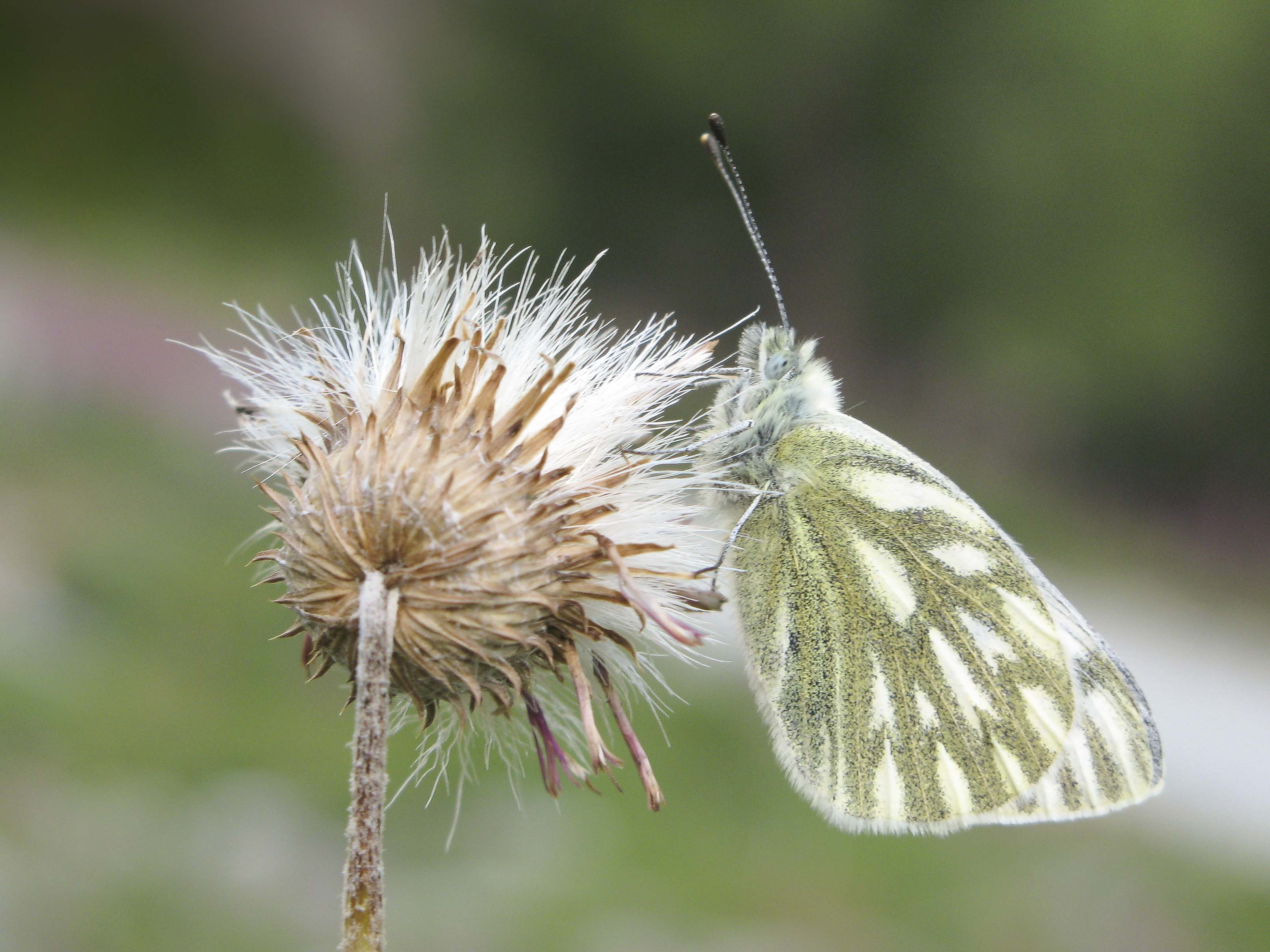 Bergresedawitje - Pontia callidice