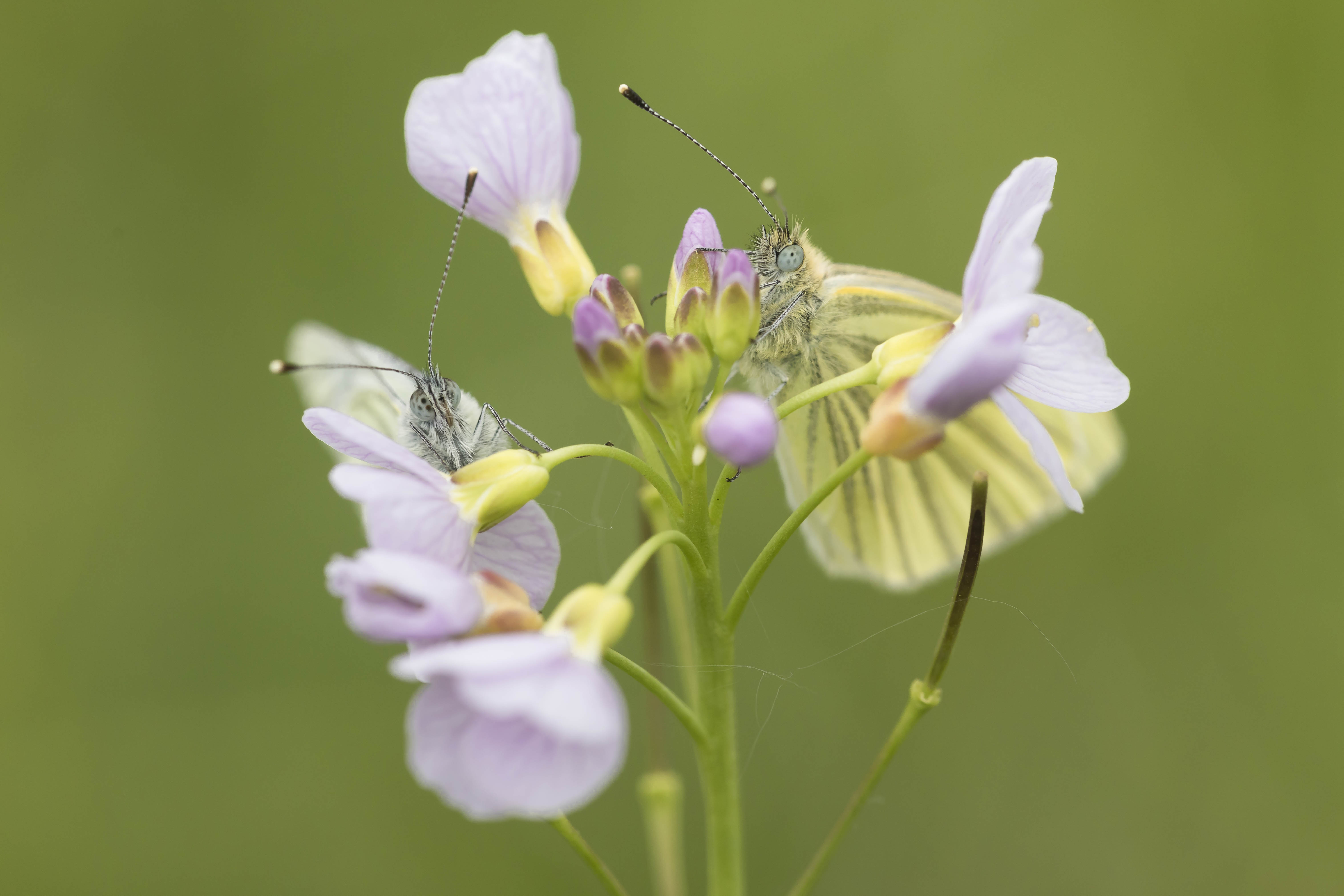 Green veined white  - Pieris napi