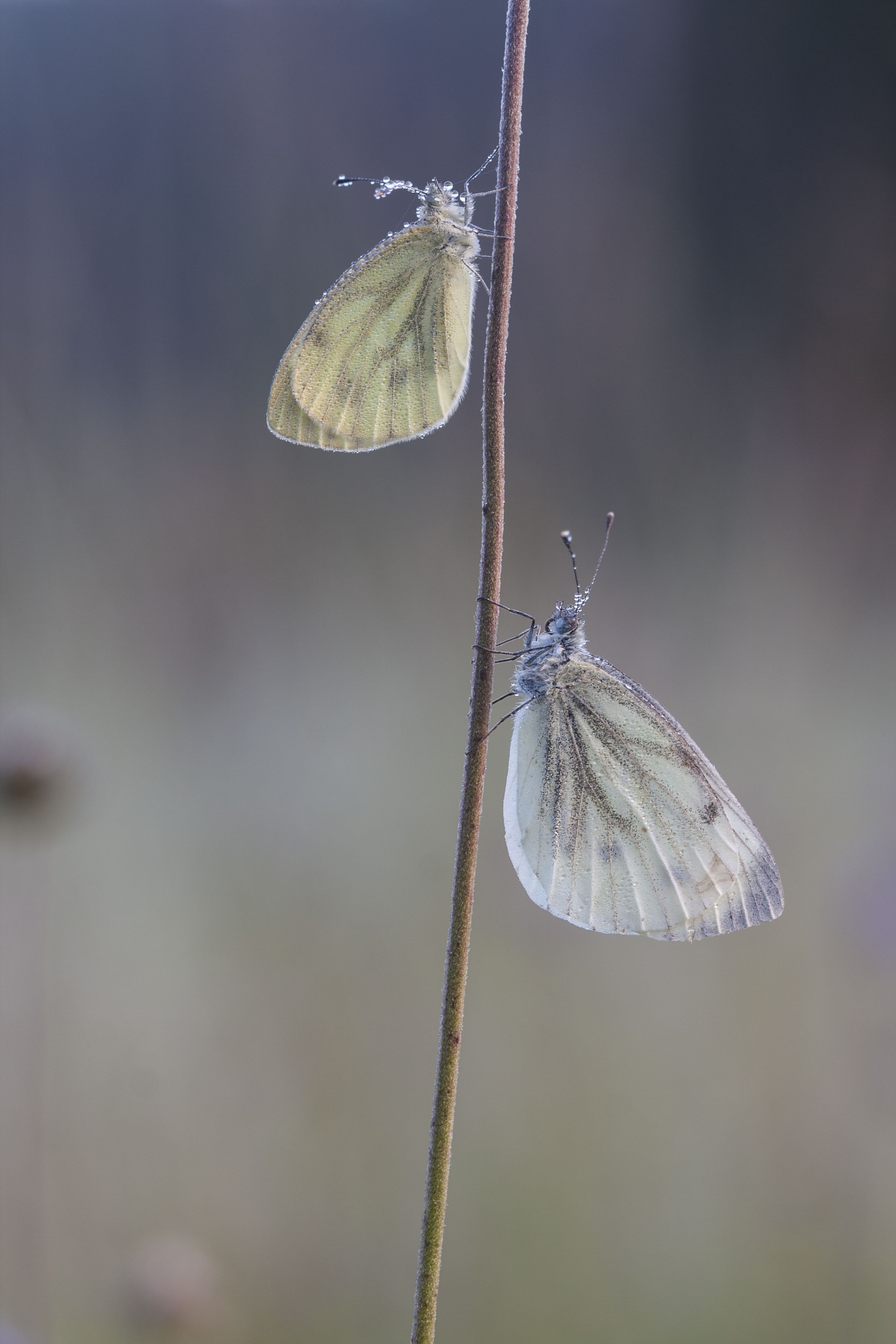 Green veined white 