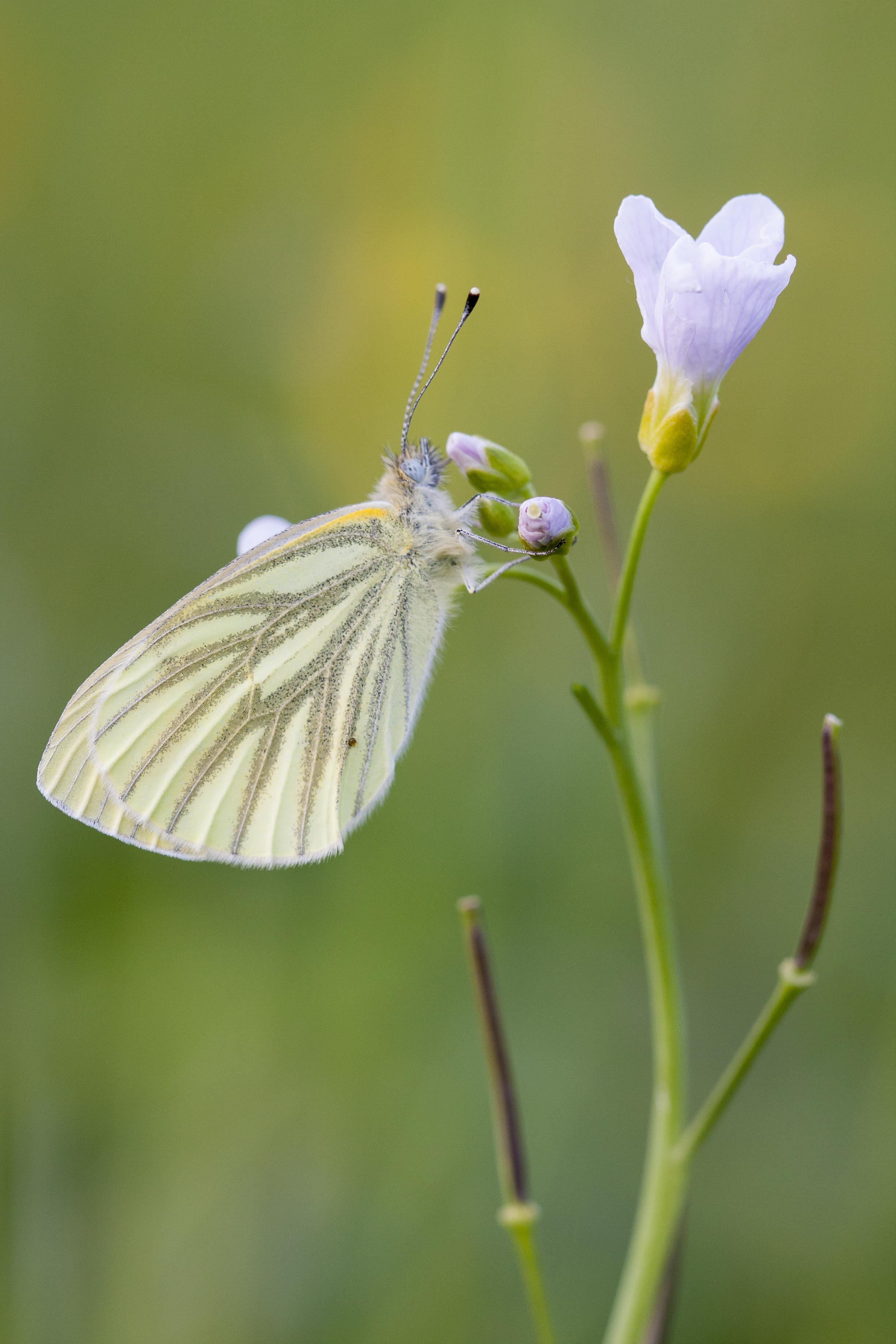 Klein Geaderd Witje  - Pieris napi