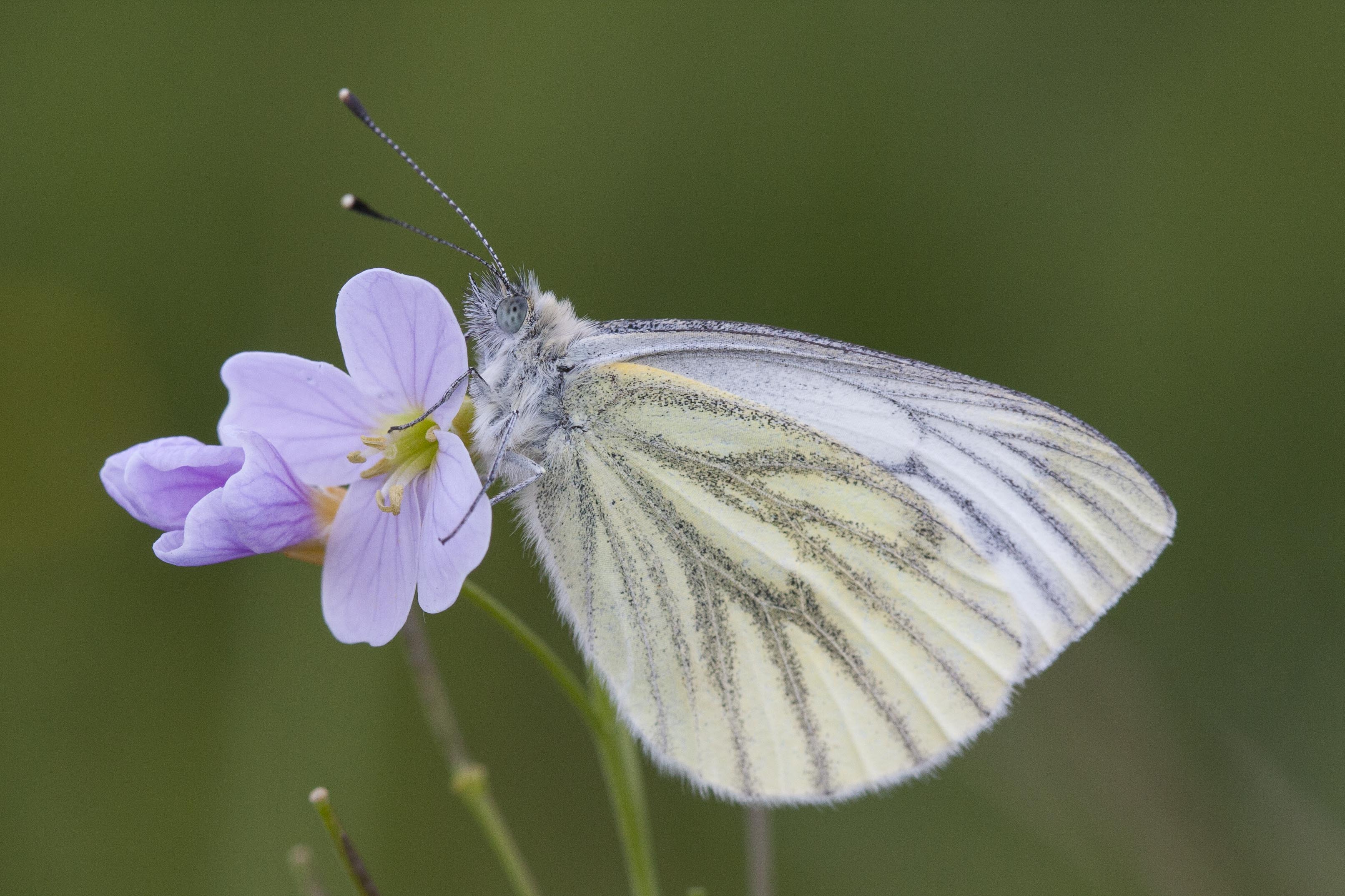 Klein Geaderd Witje  - Pieris napi