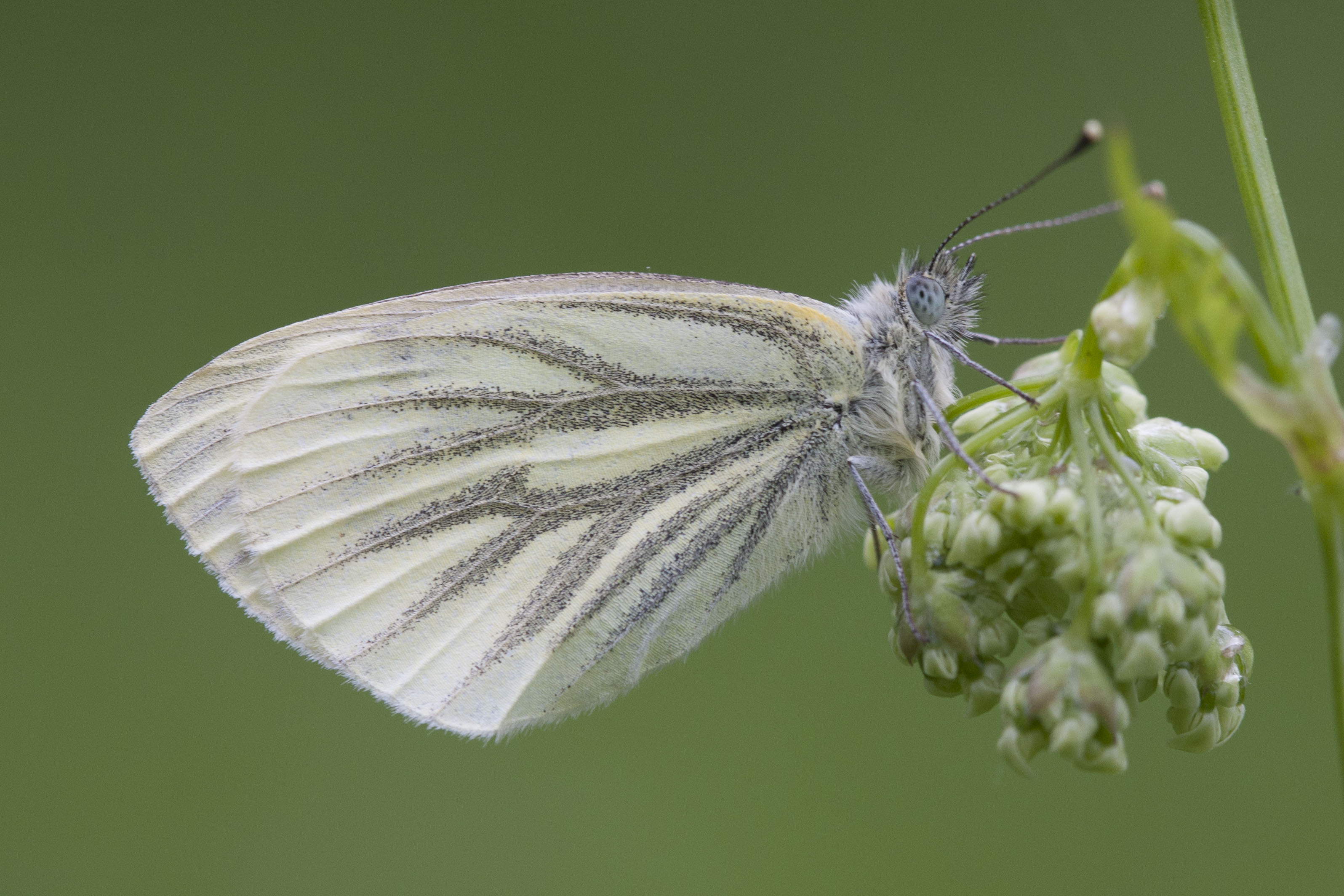 Klein Geaderd Witje  - Pieris napi