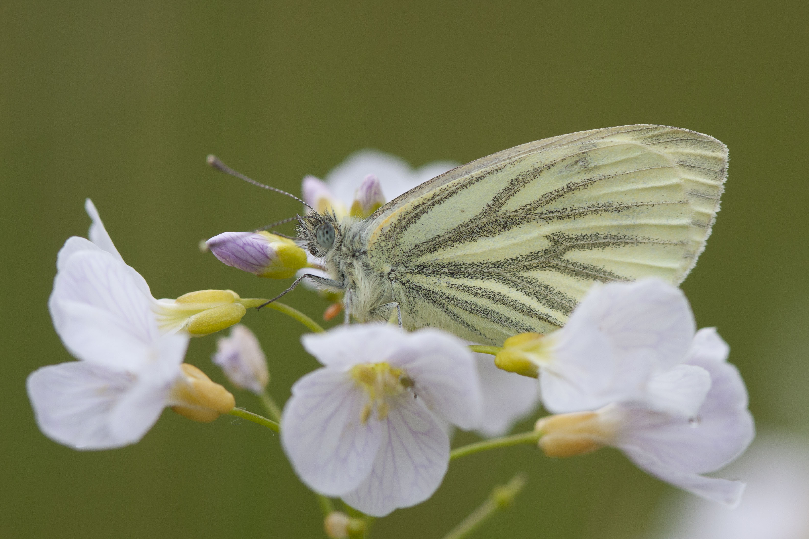 Klein Geaderd Witje  - Pieris napi