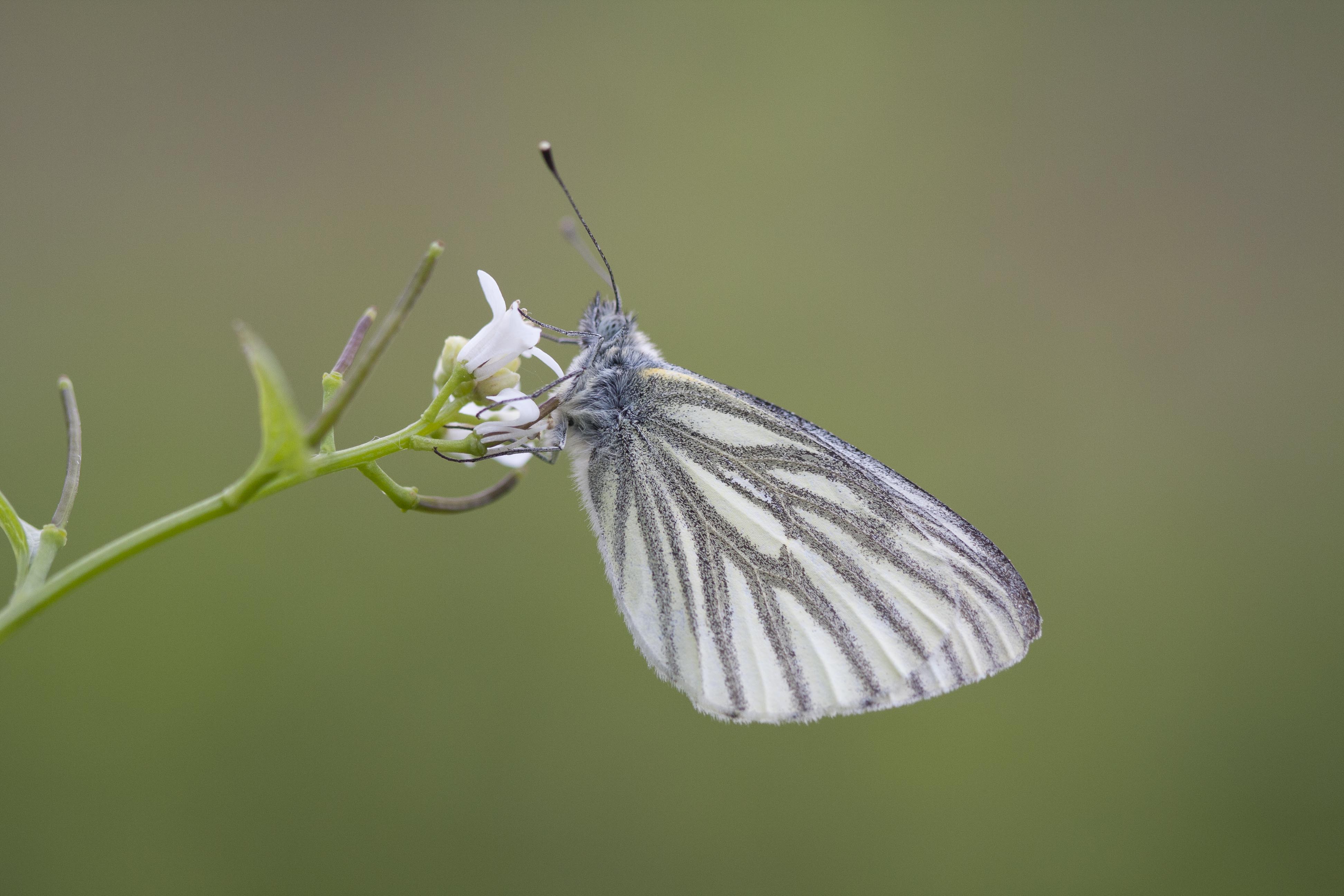 Klein Geaderd Witje  - Pieris napi