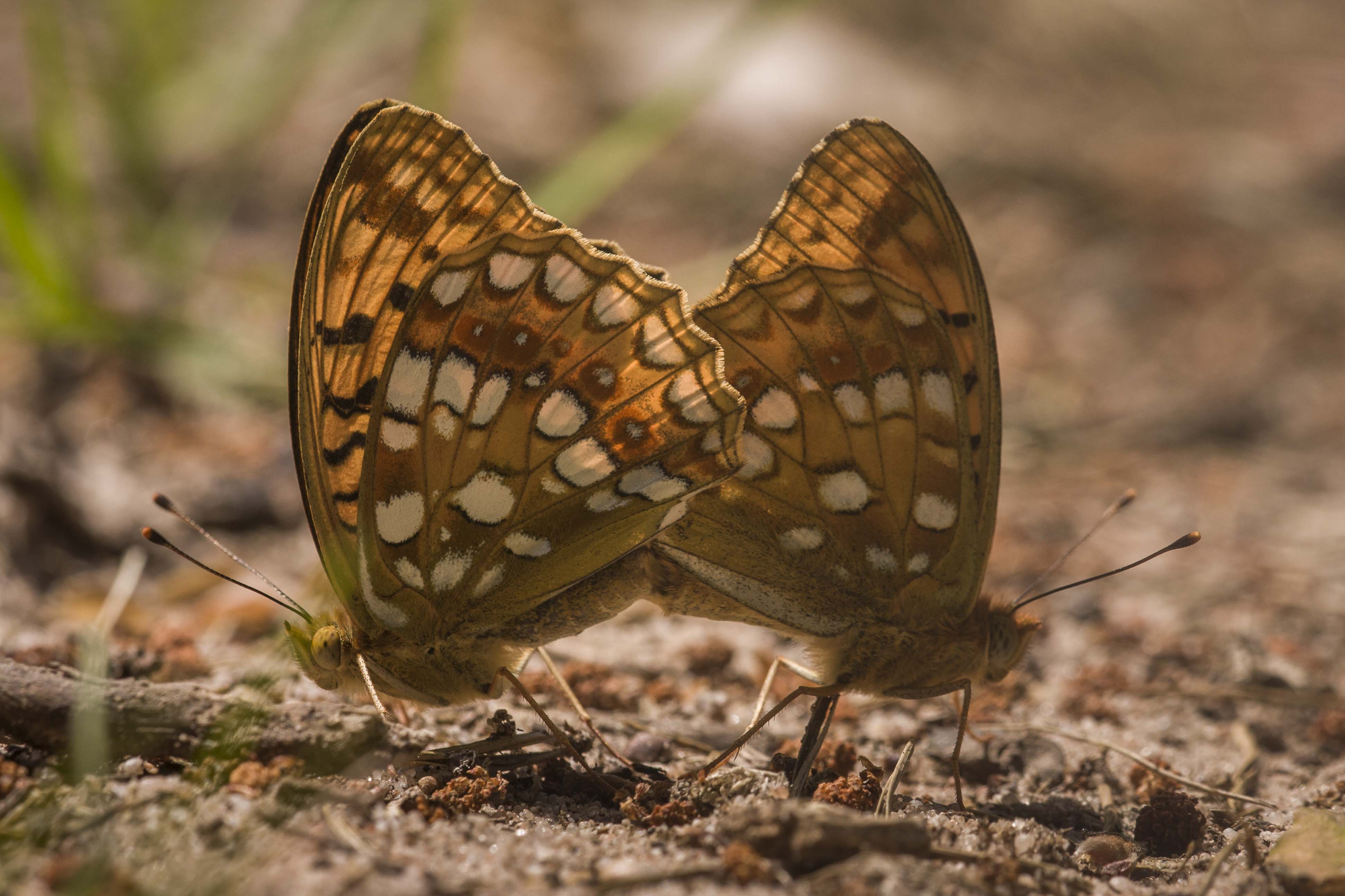 High brown fritillary 