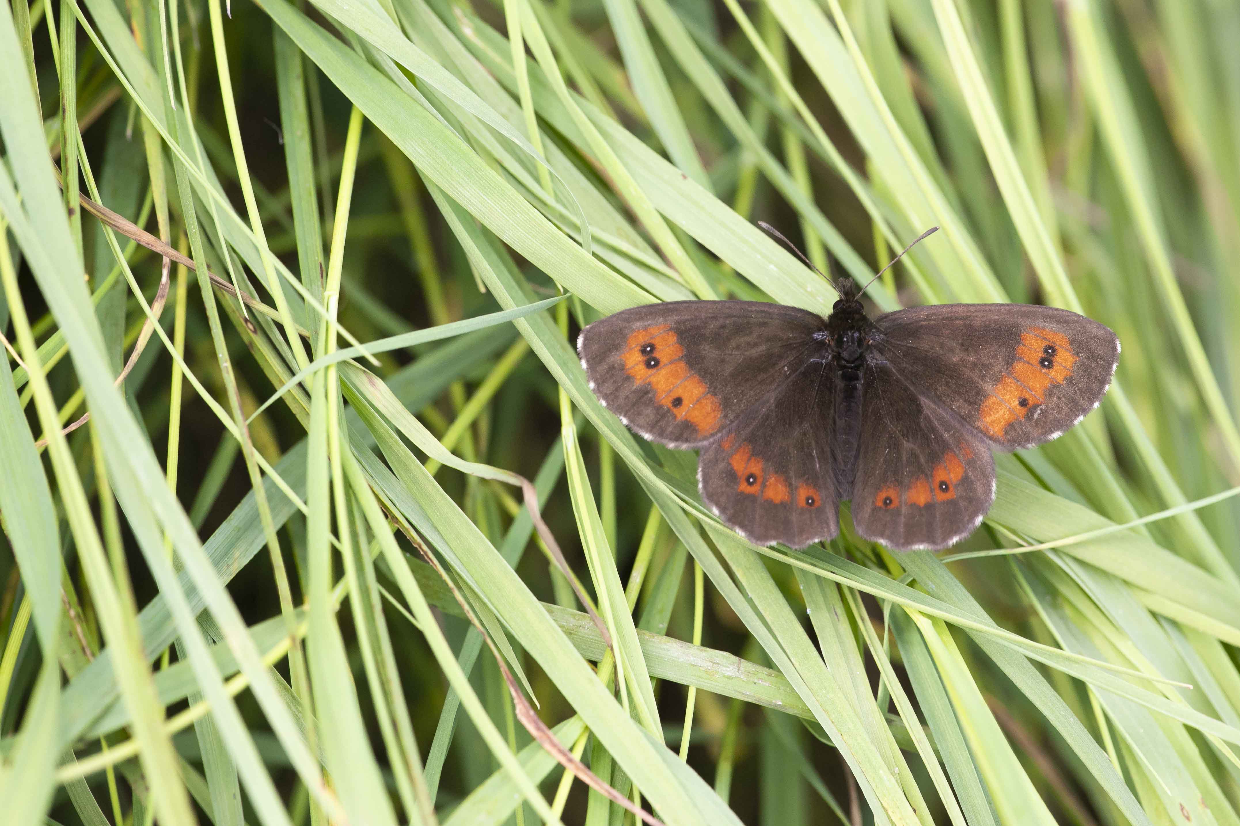 Boserebia - Erebia ligea