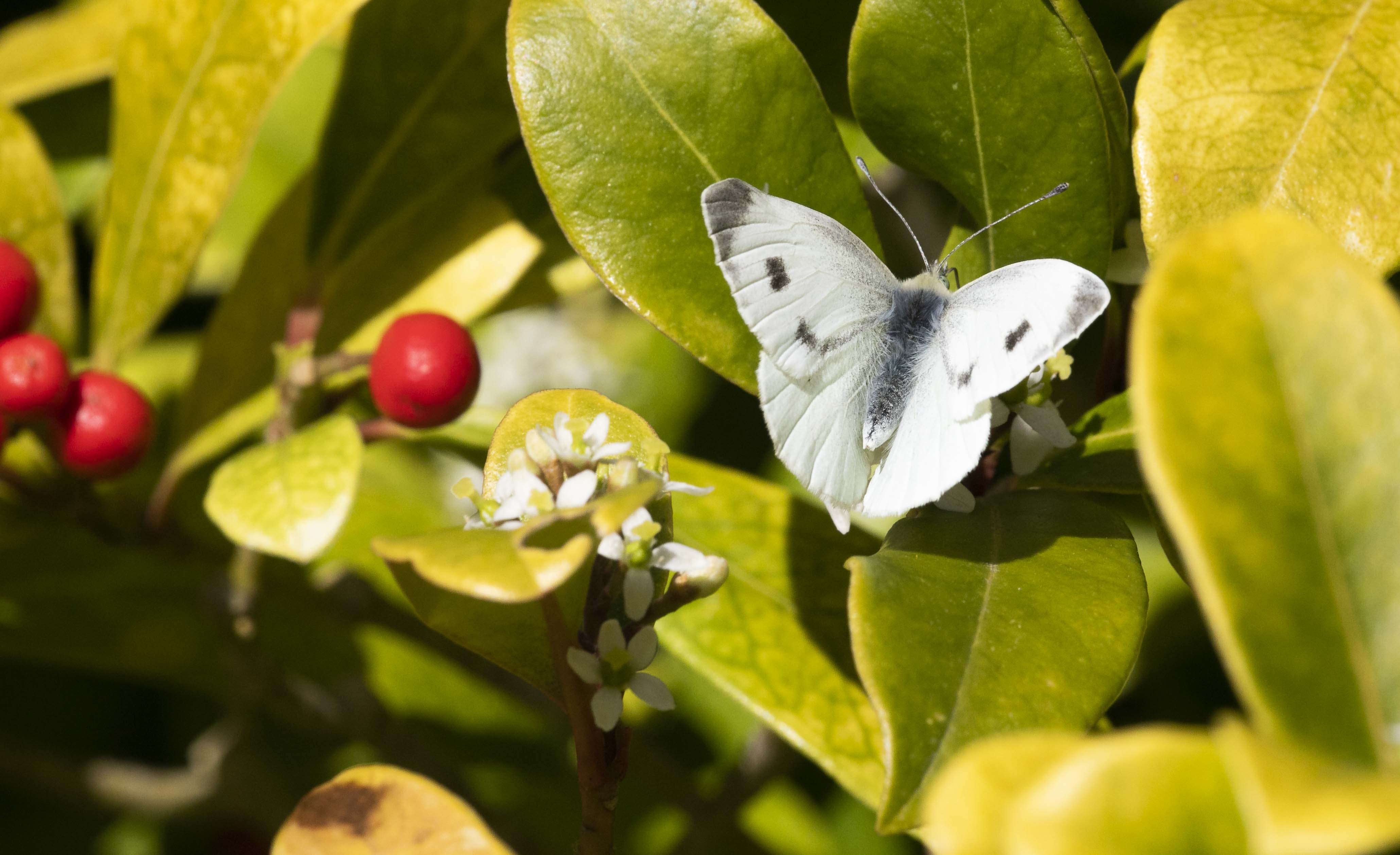 Scheefbloemwitje - Pieris mannii