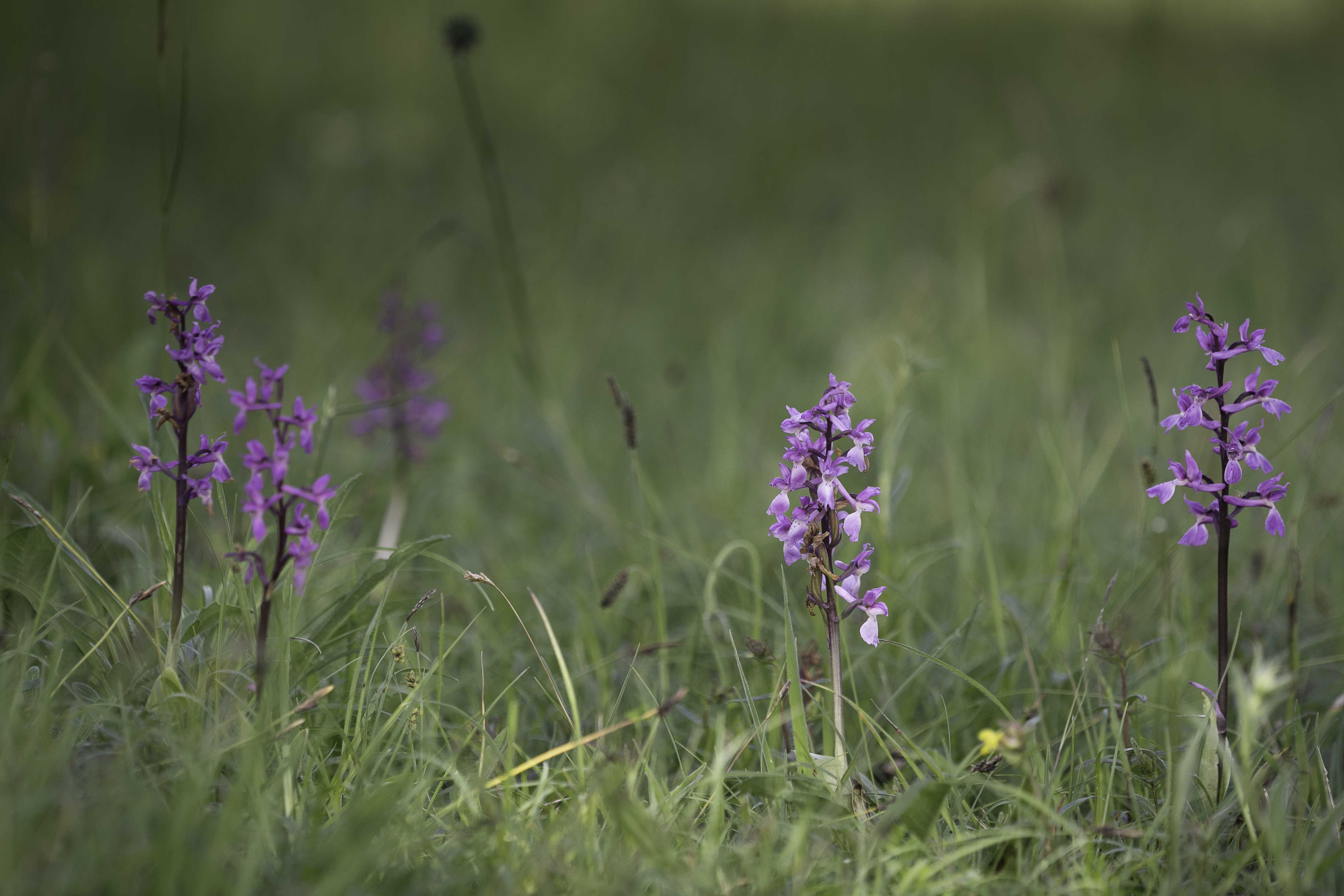  Early-purple orchid - Orchis mascula