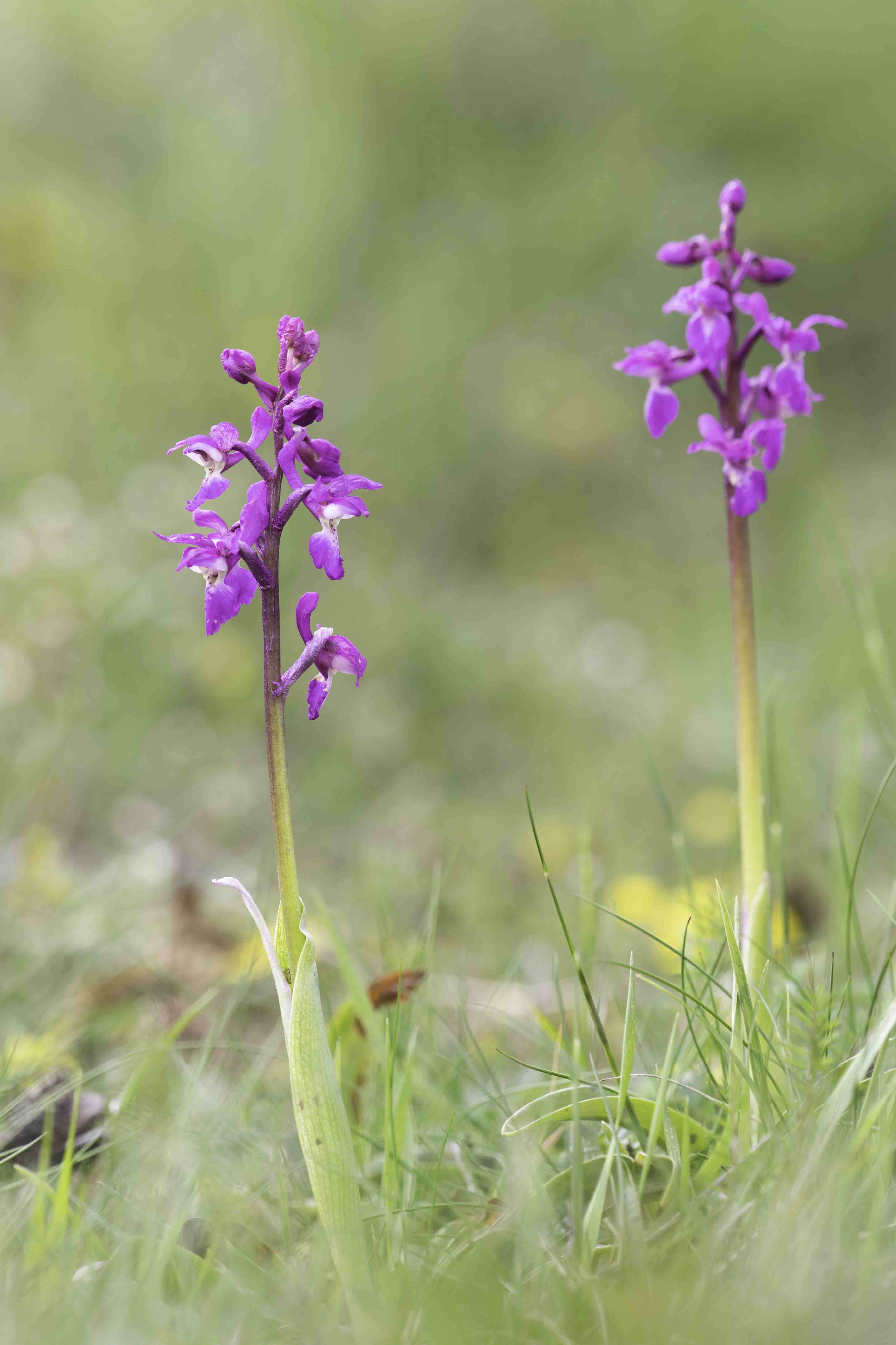 Mannetjesorchis (Orchis mascula)