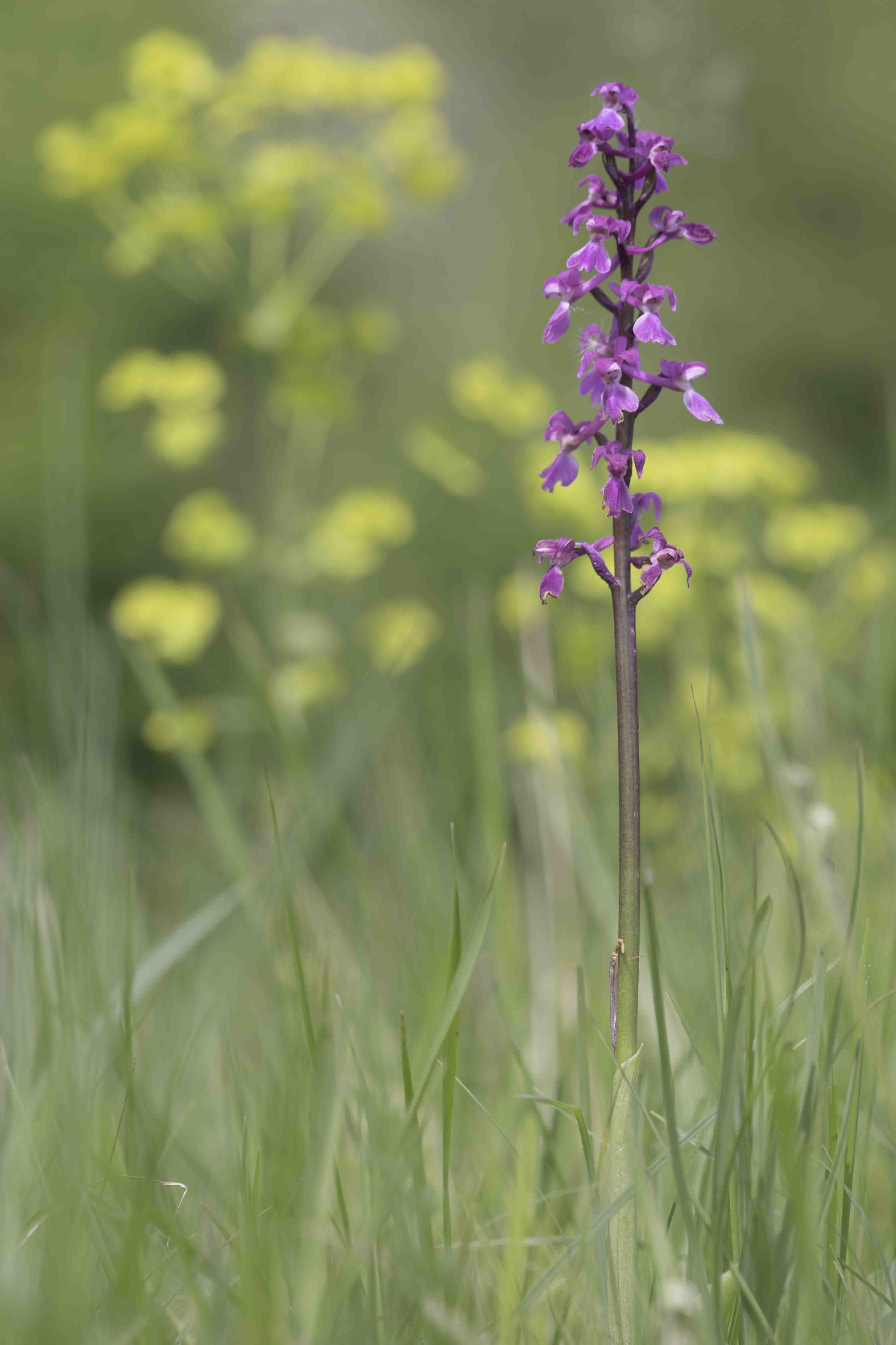 Mannetjesorchis - Orchis mascula