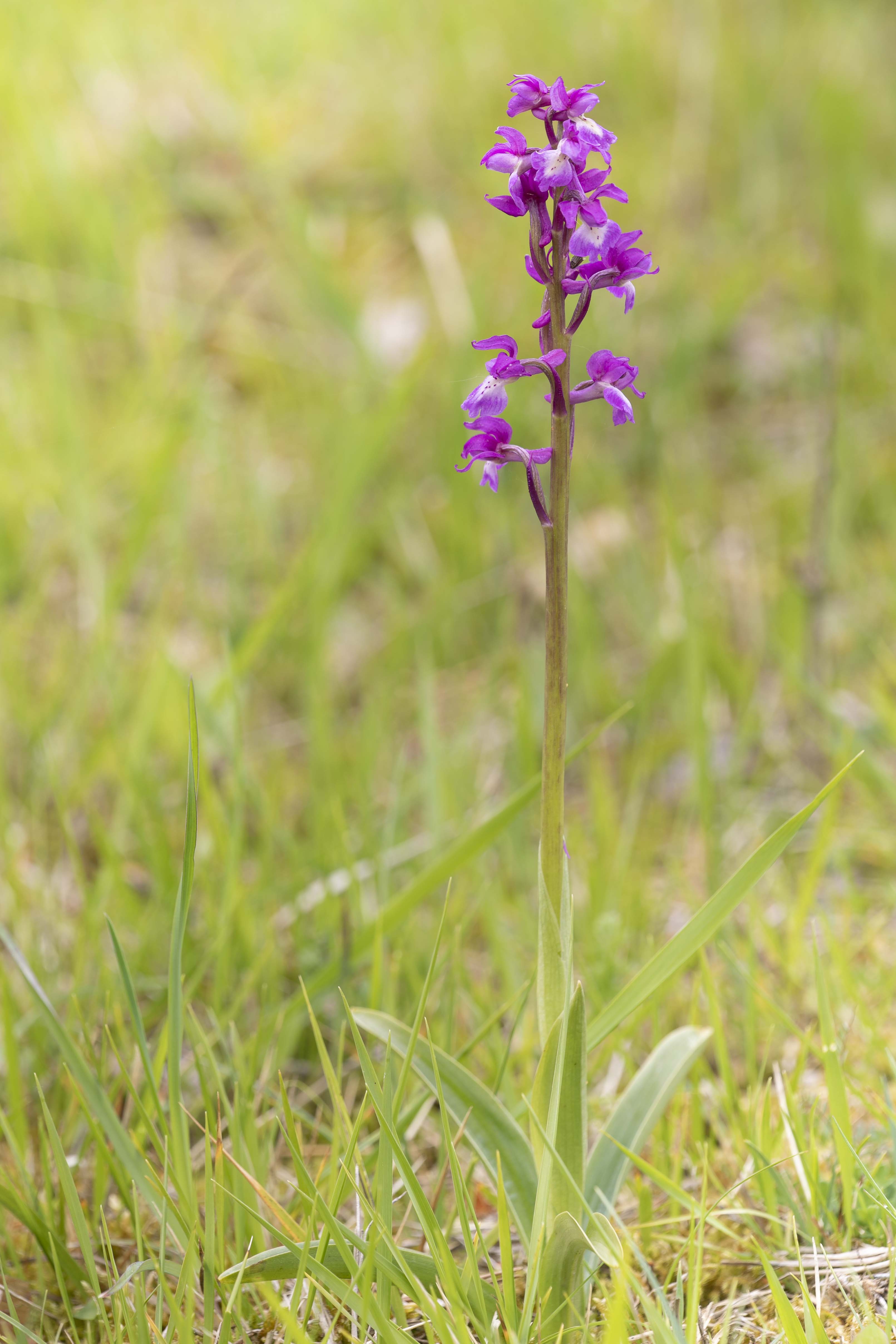 Mannetjesorchis (Orchis mascula)