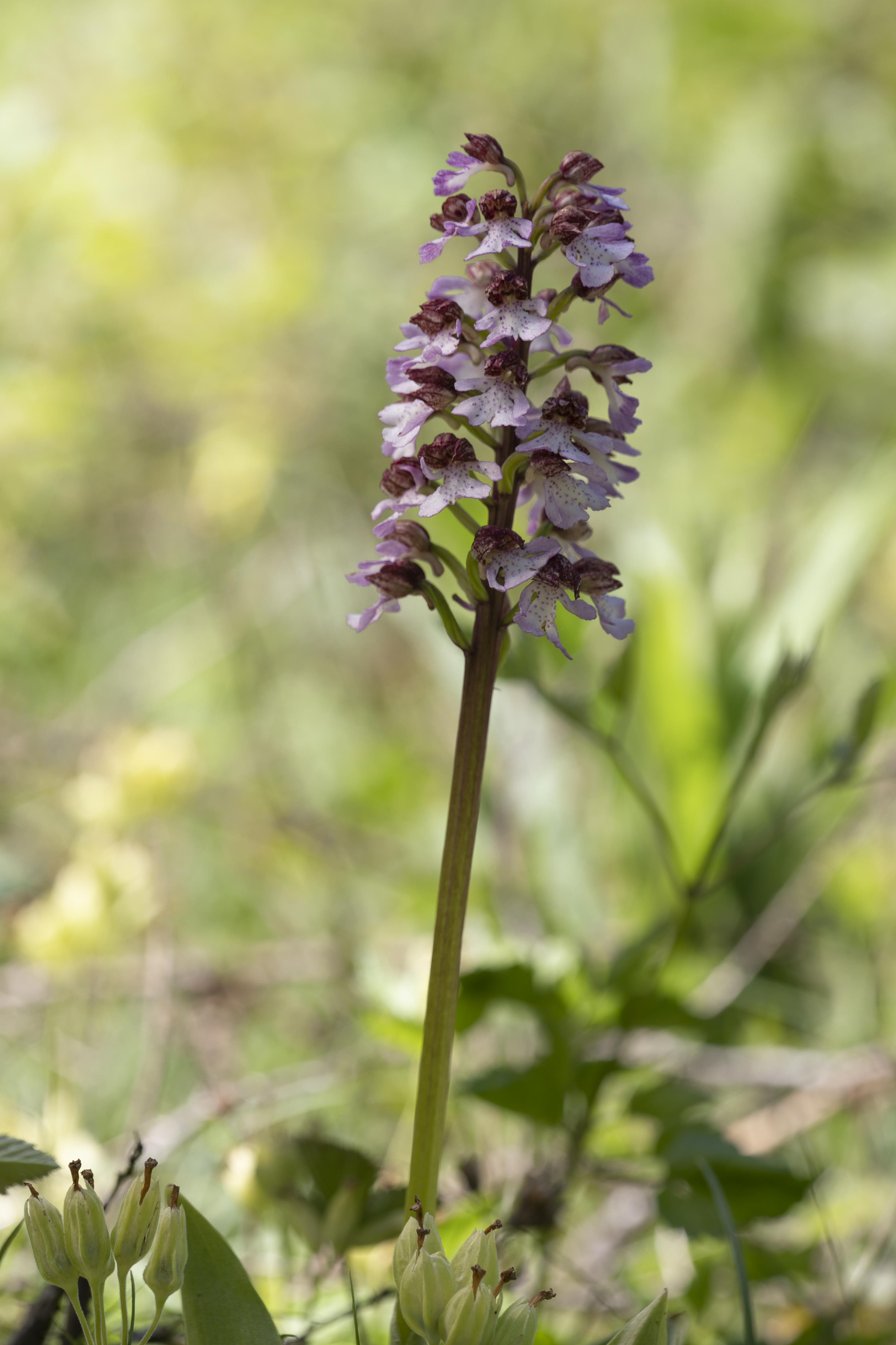 Lady orchid