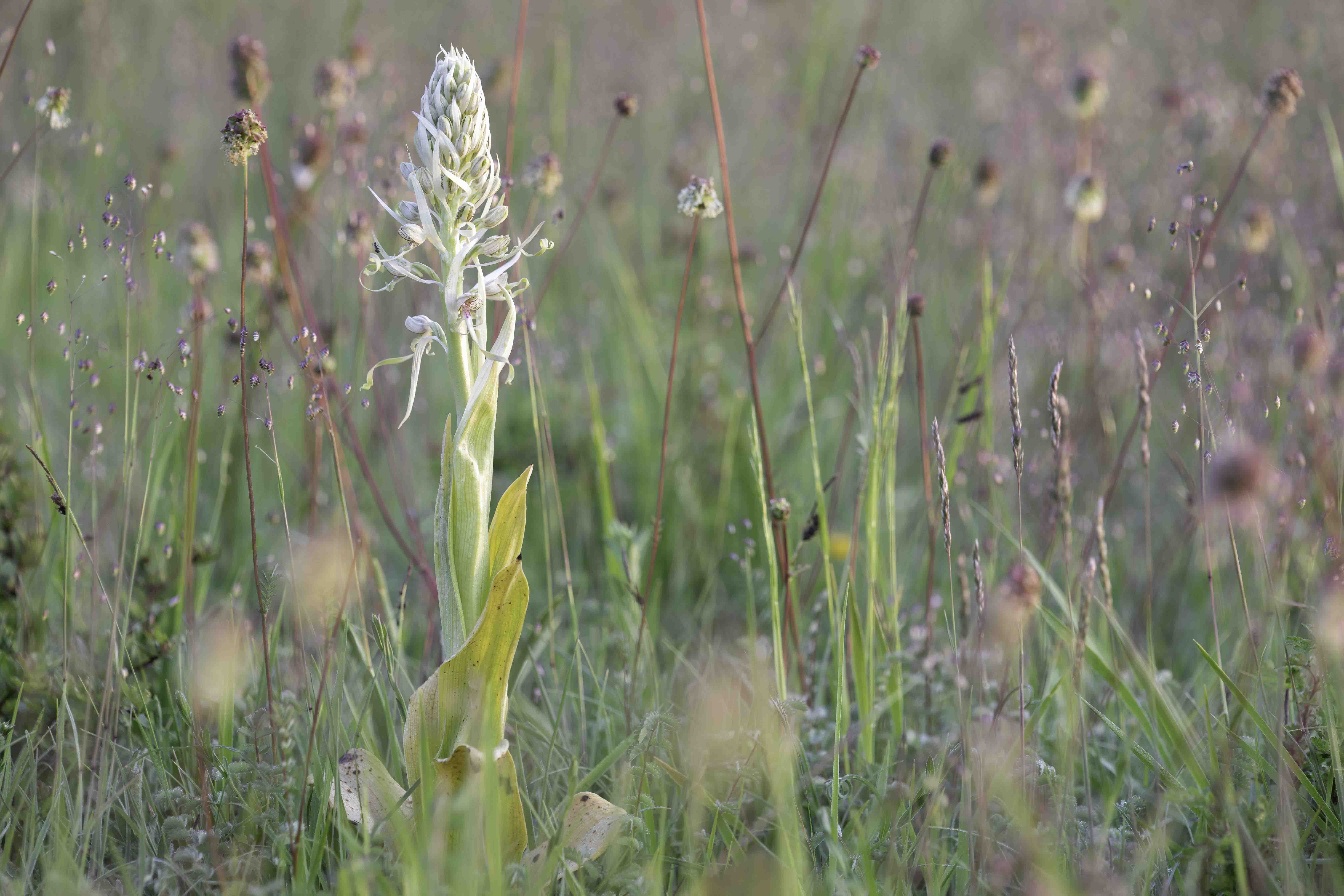 Lizard orchid - Himantoglossum hircinum