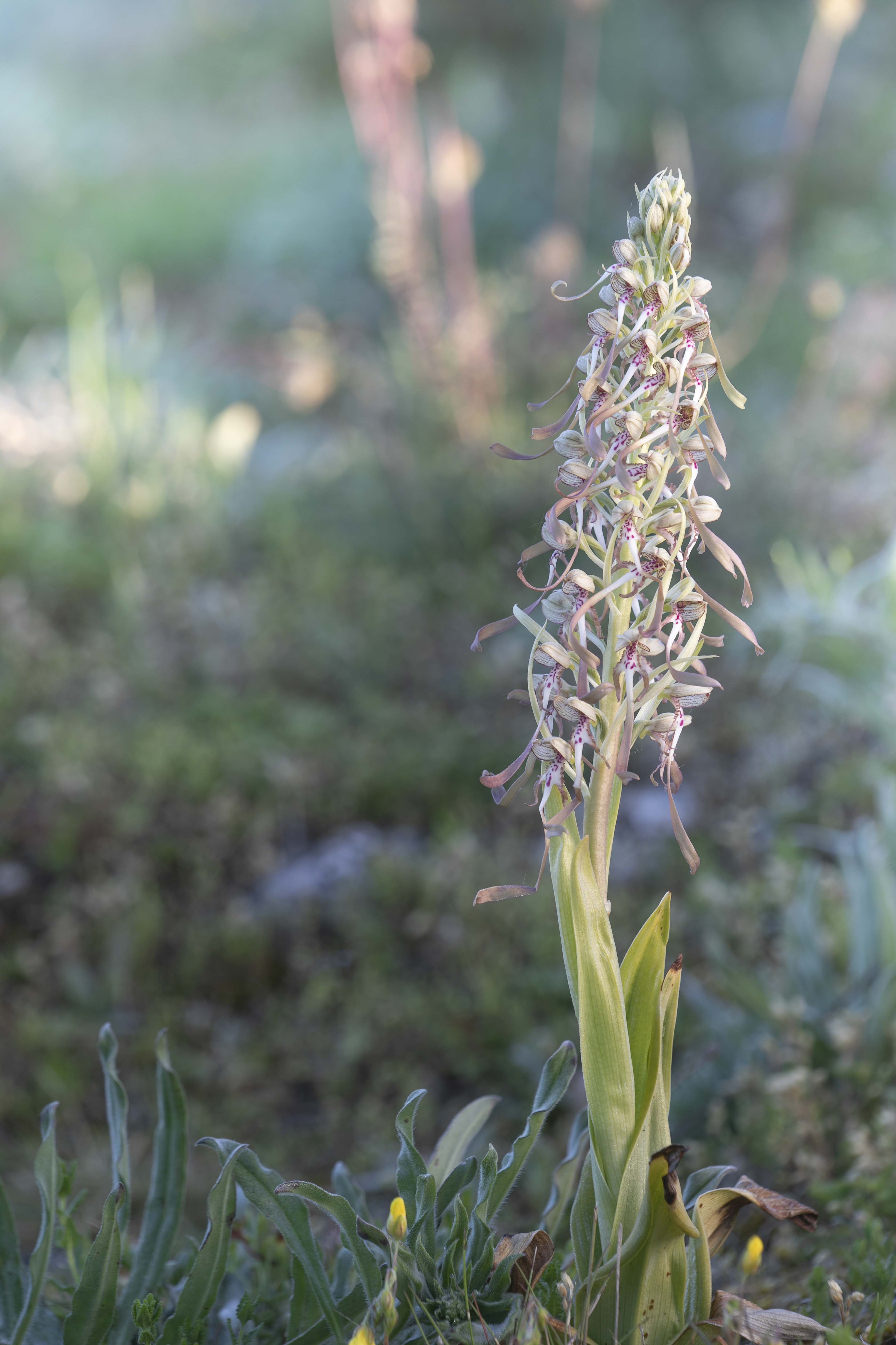 Lizard orchid