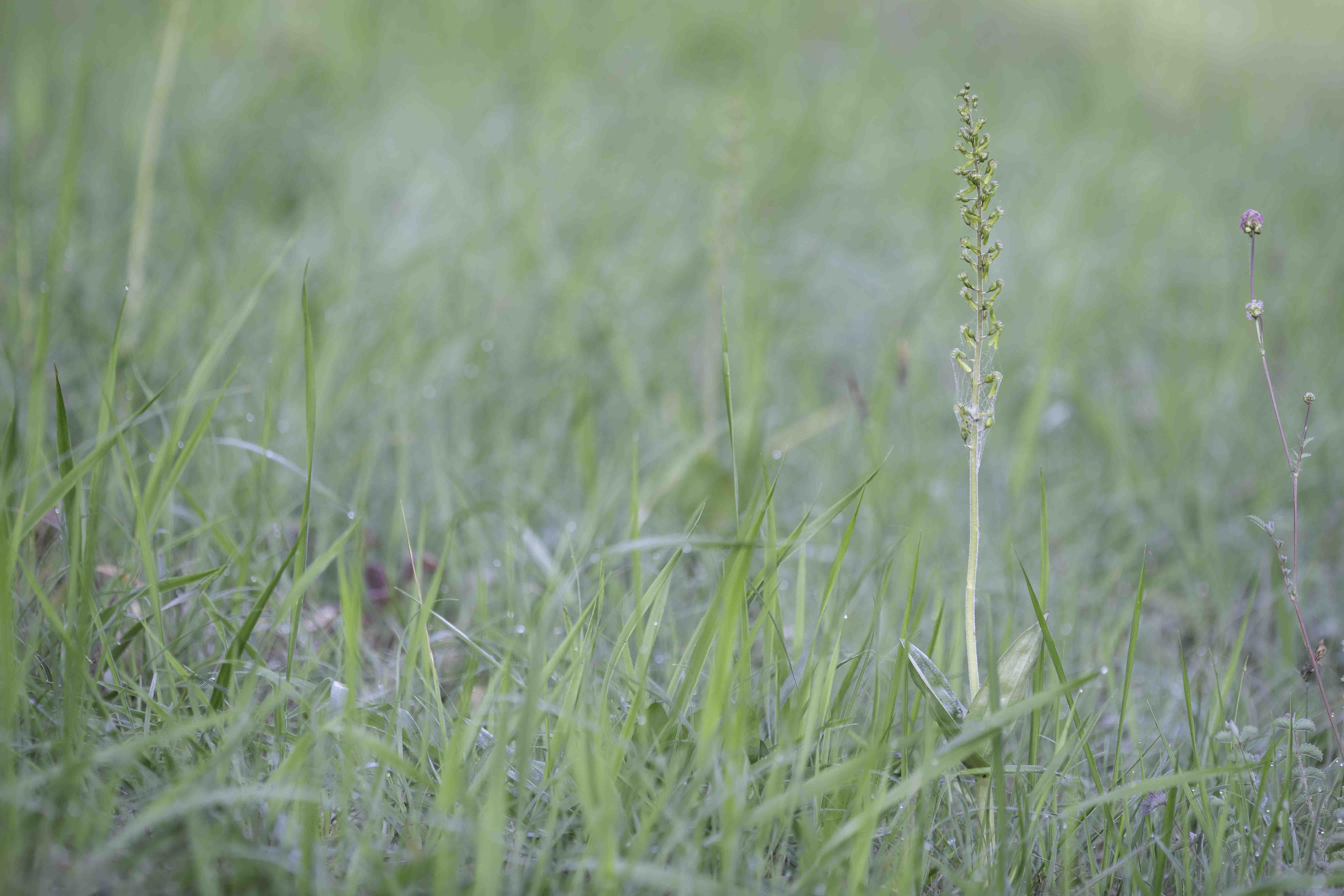 Twayblade (Listera ovata)