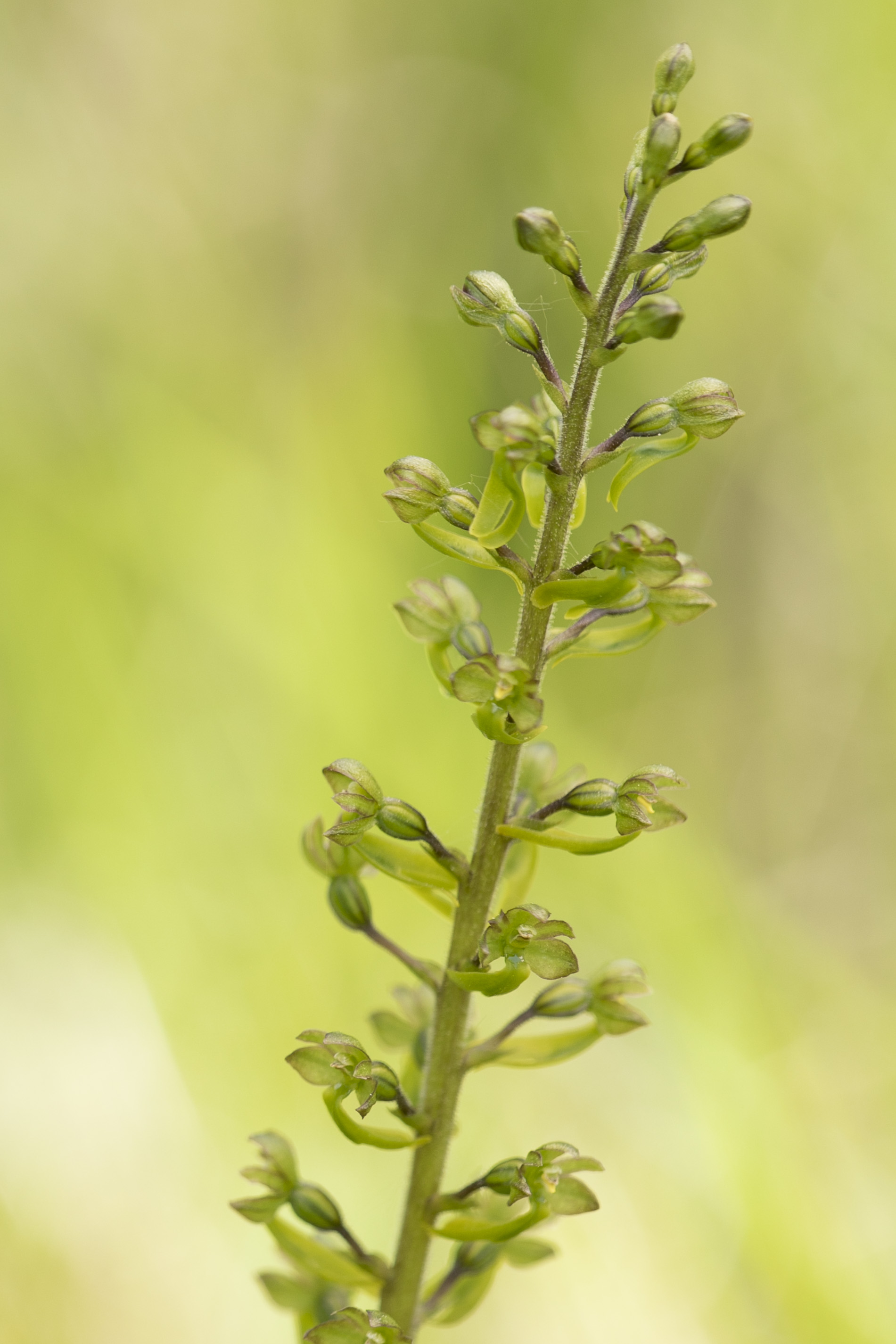 Grote Keverorchis (Listera ovata)