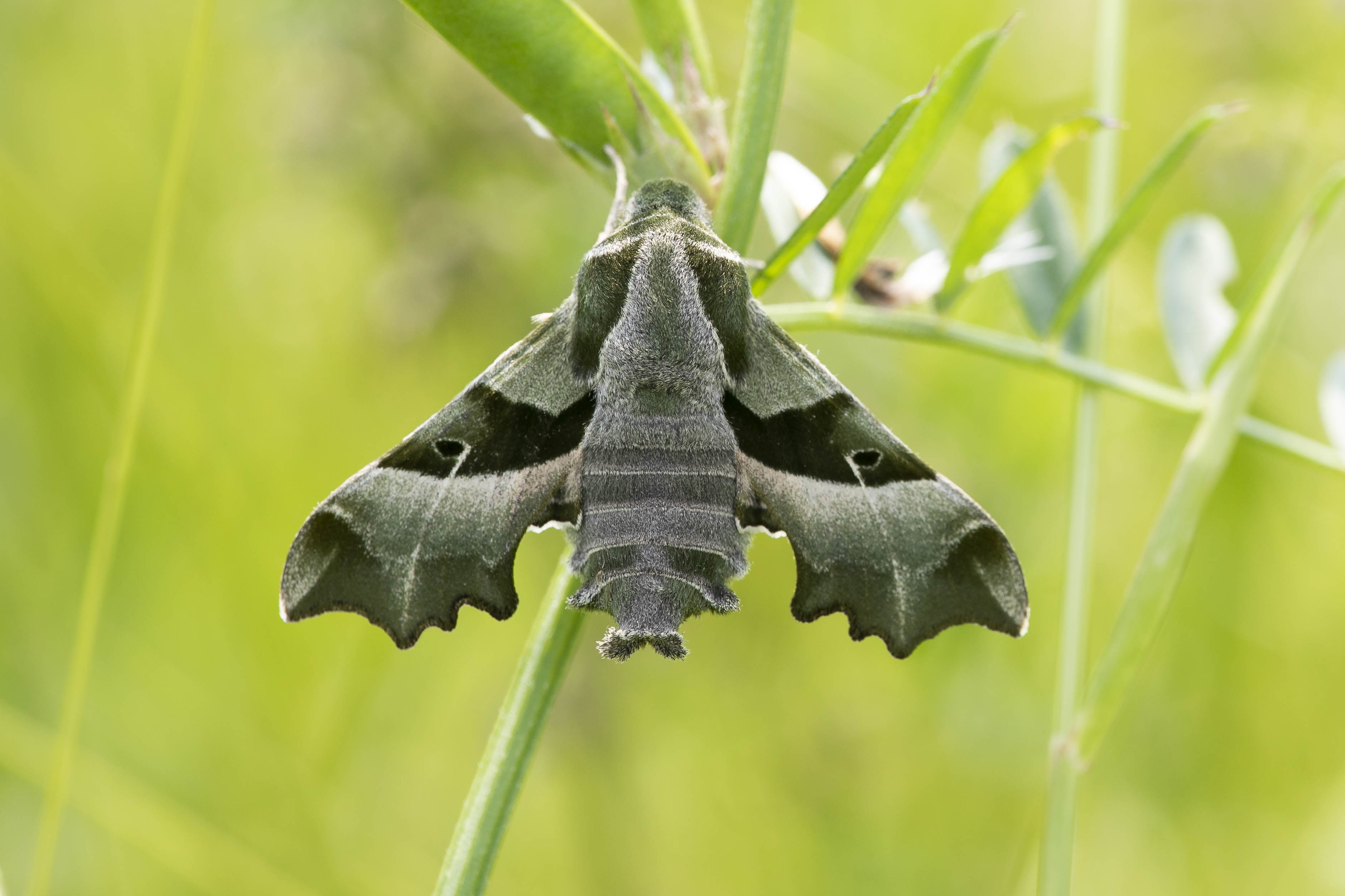 Teunisbloempijlstaart (Proserpinus proserpina)