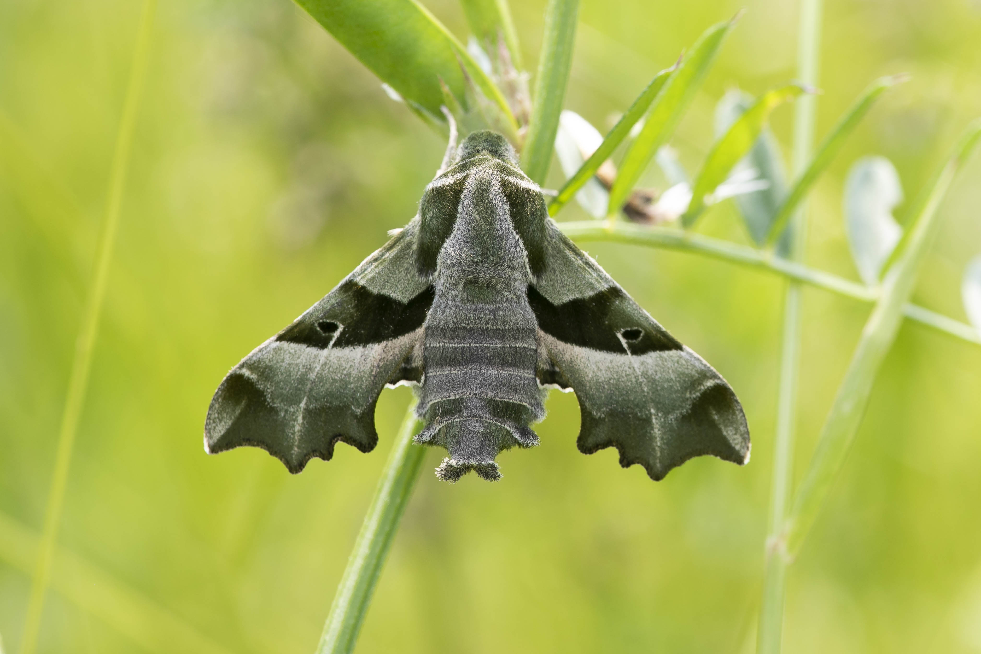 Teunisbloempijlstaart - Proserpinus proserpina