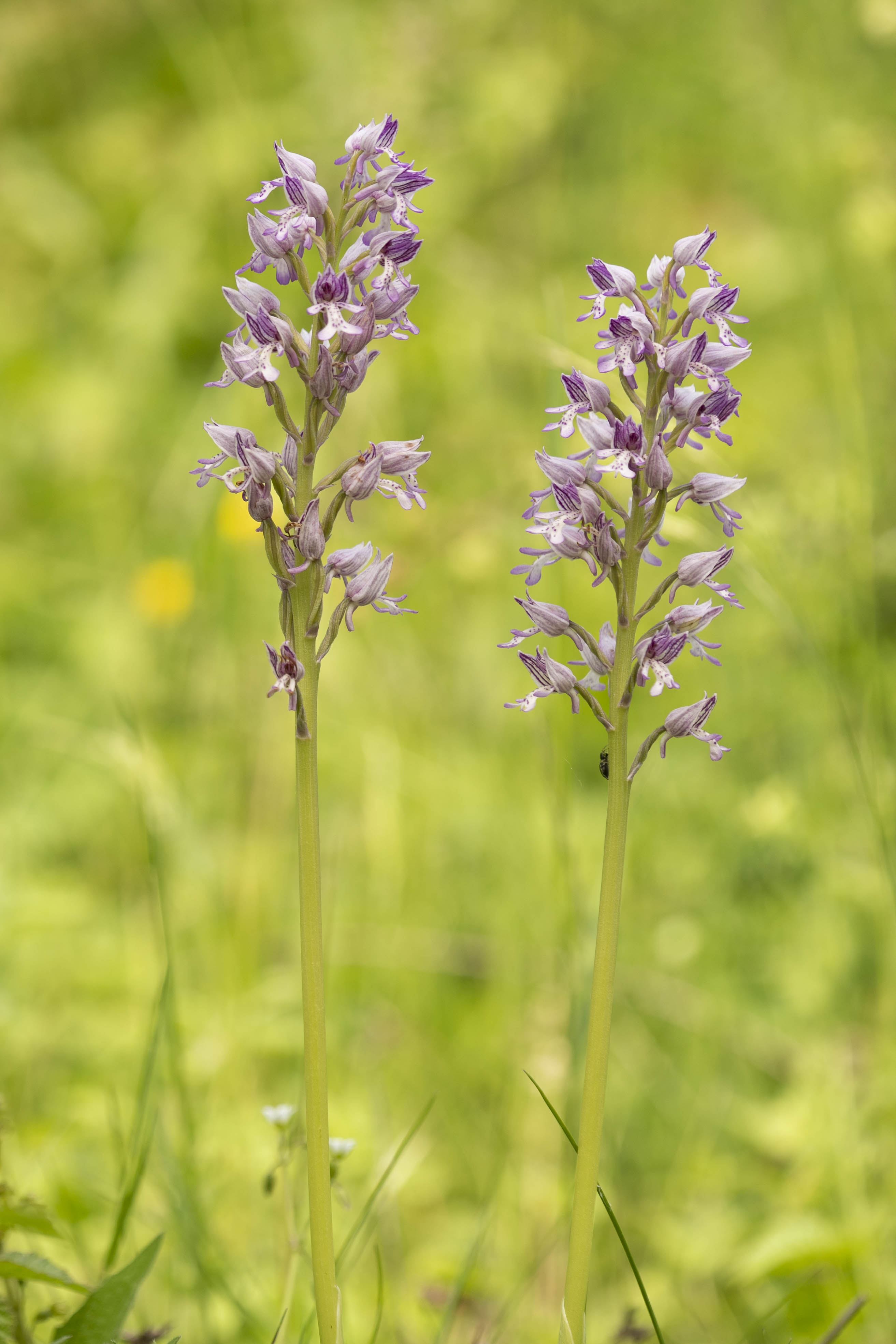 Soldaatje - Orchis militaris