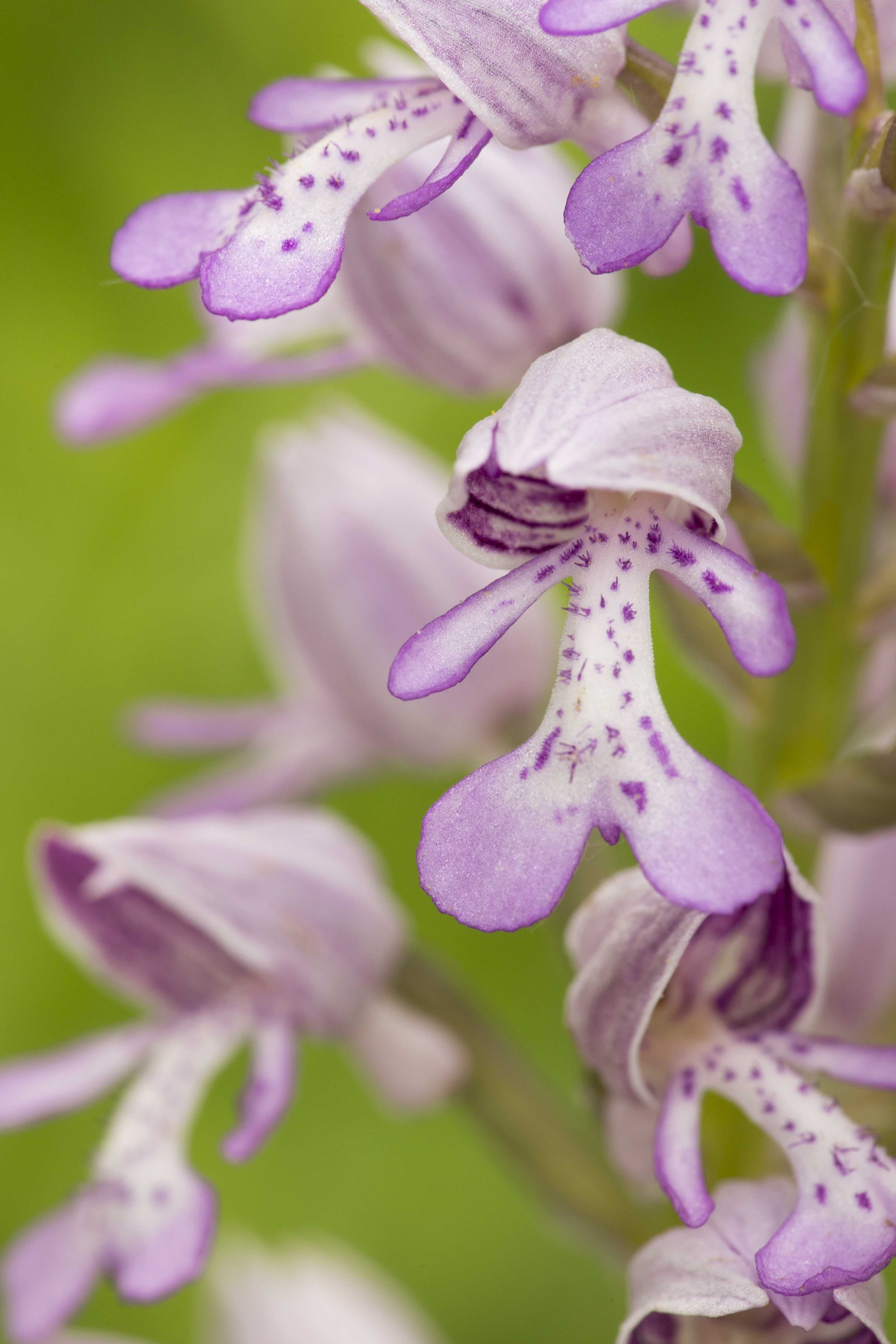 Military Orchid - Orchis militaris