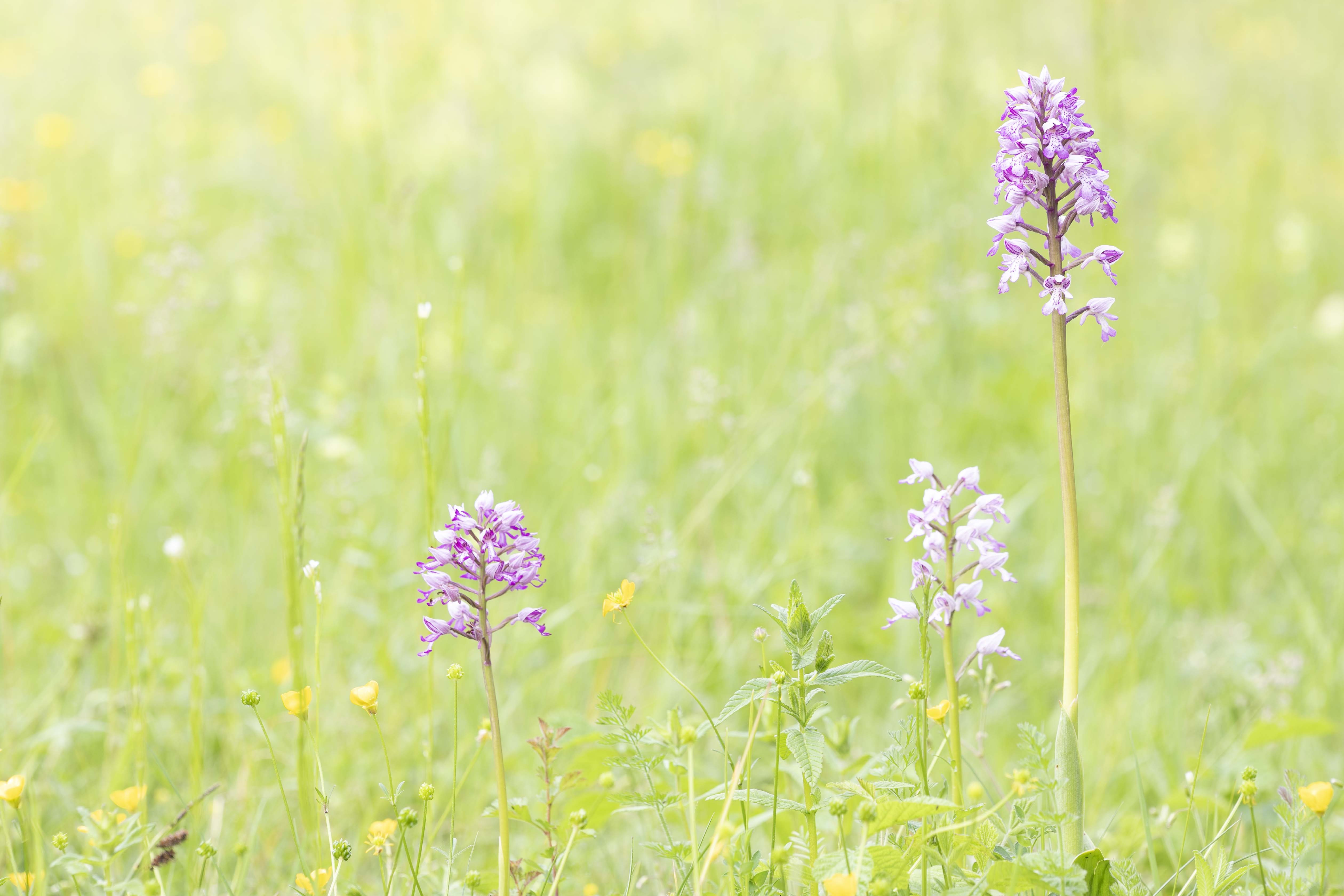 Military Orchid - Orchis militaris