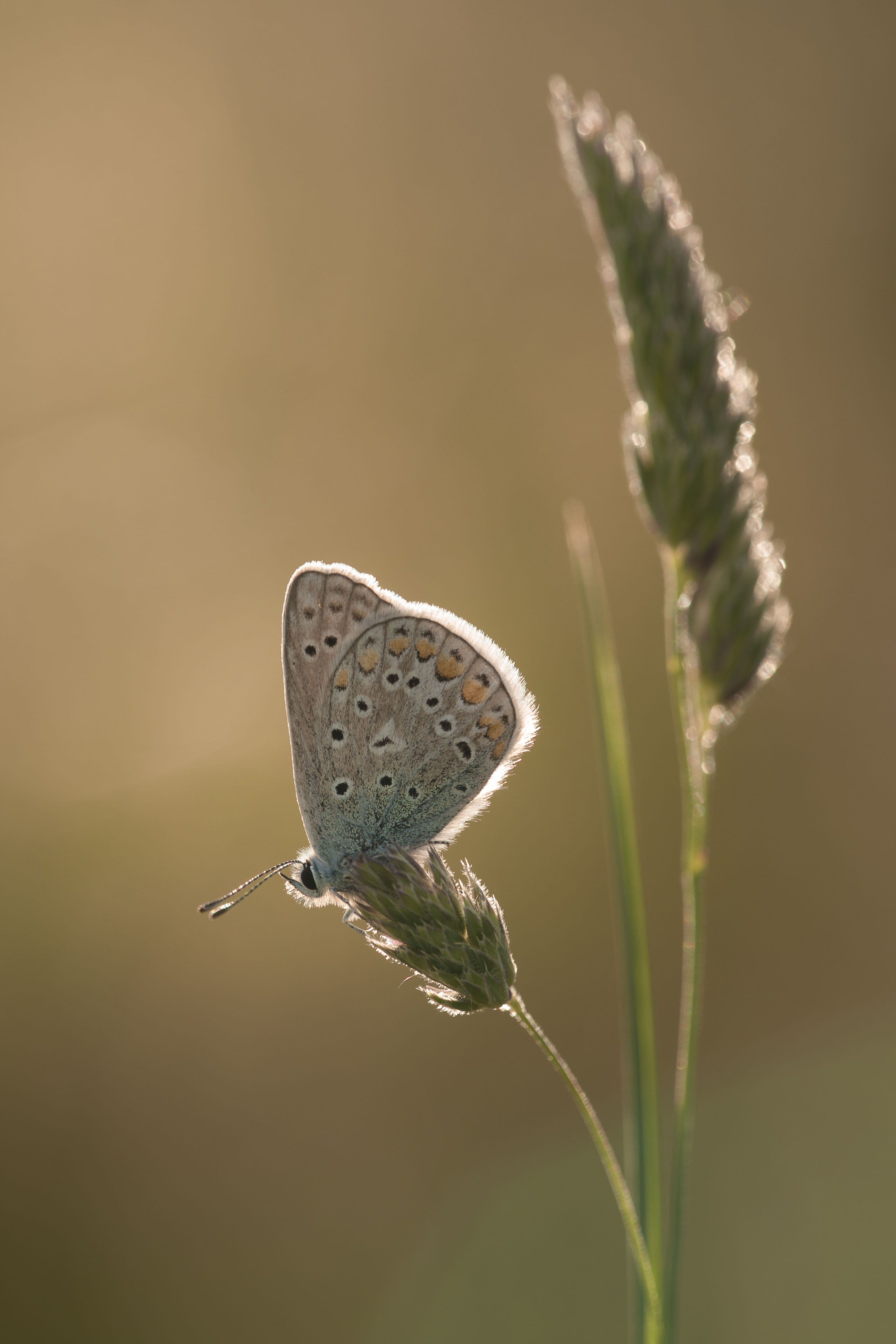 Common blue  - Polyommatus icarus