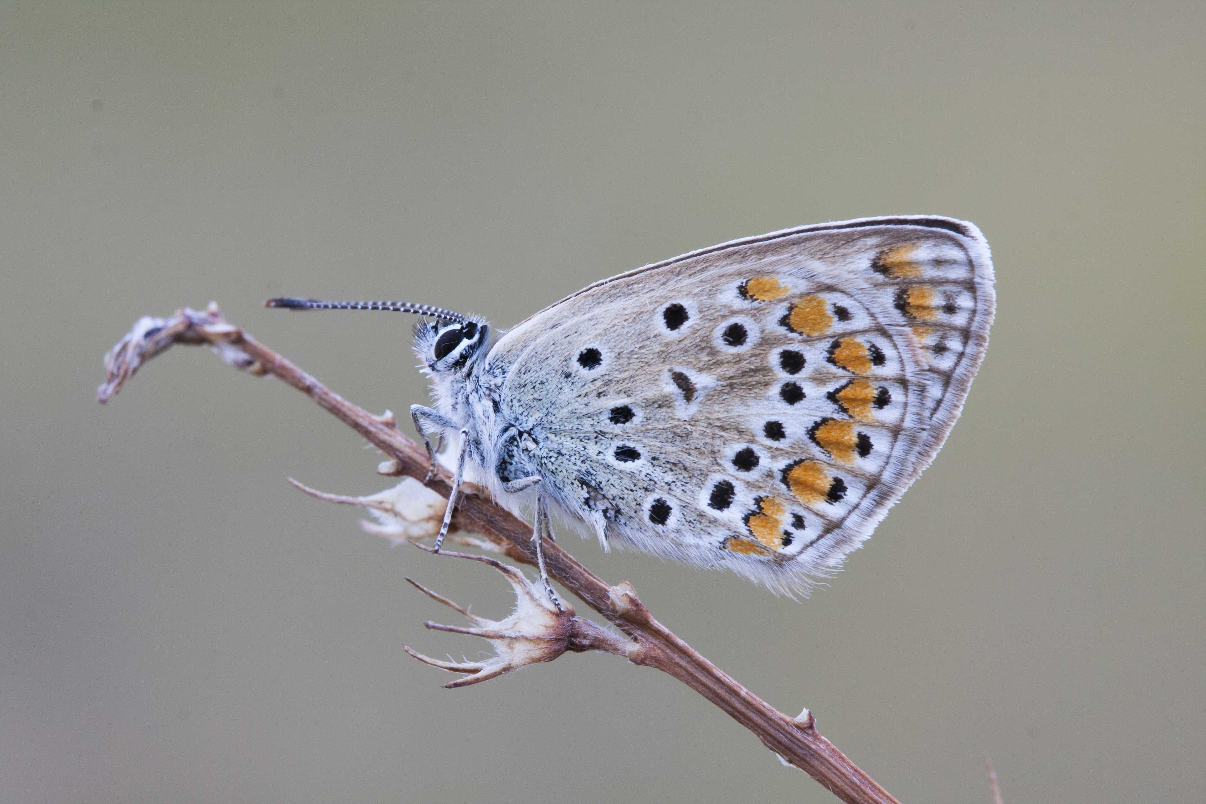 Icarusblauwtje  - Polyommatus icarus