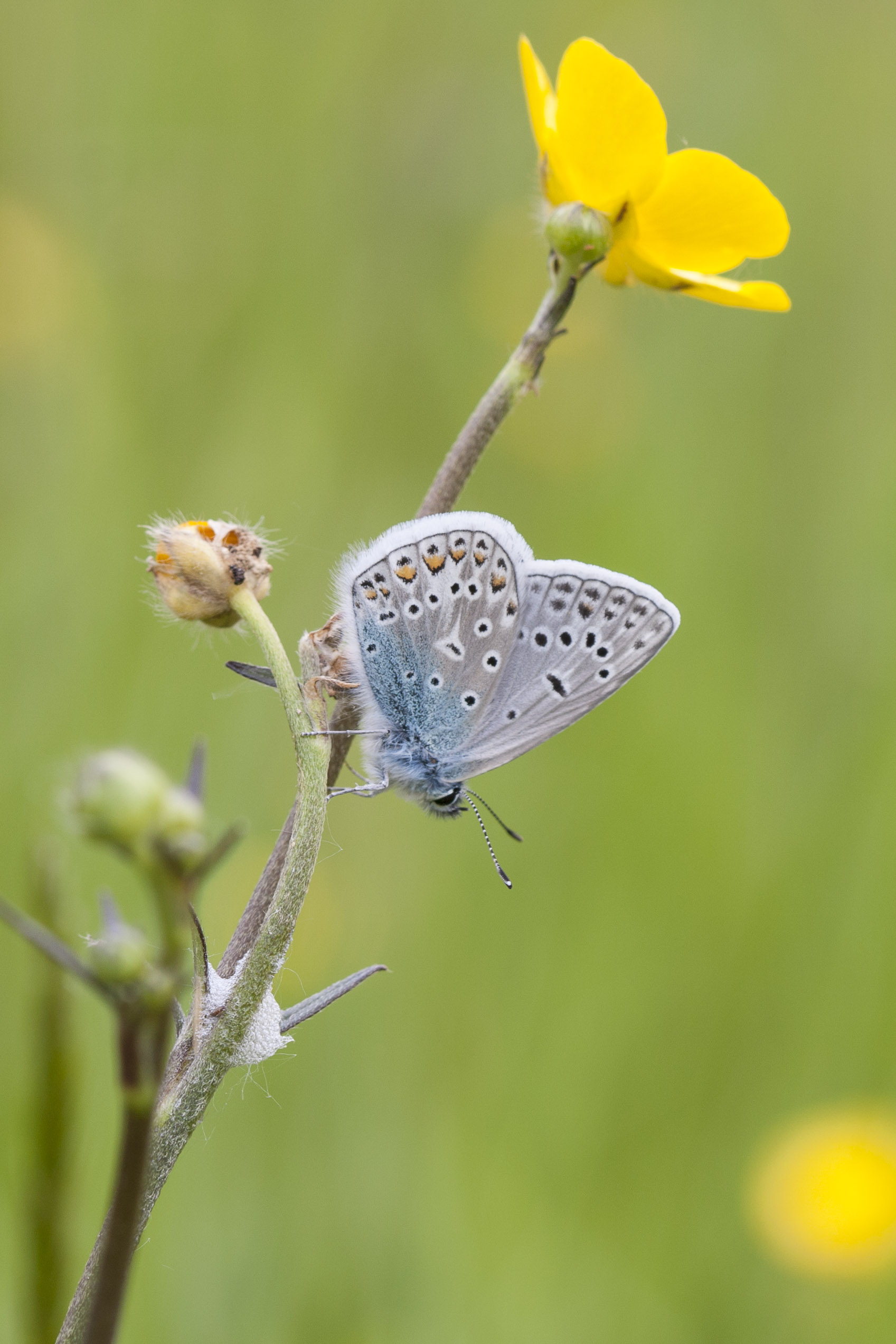 Common blue  - Polyommatus icarus