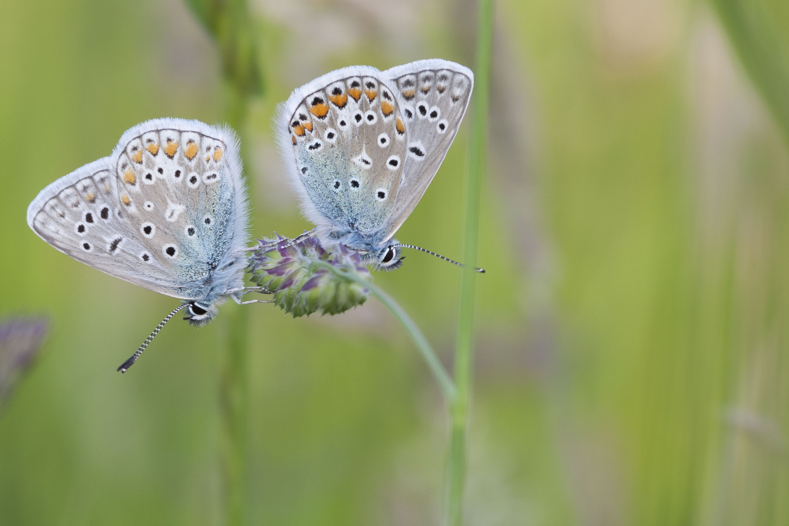 Common blue  - Polyommatus icarus