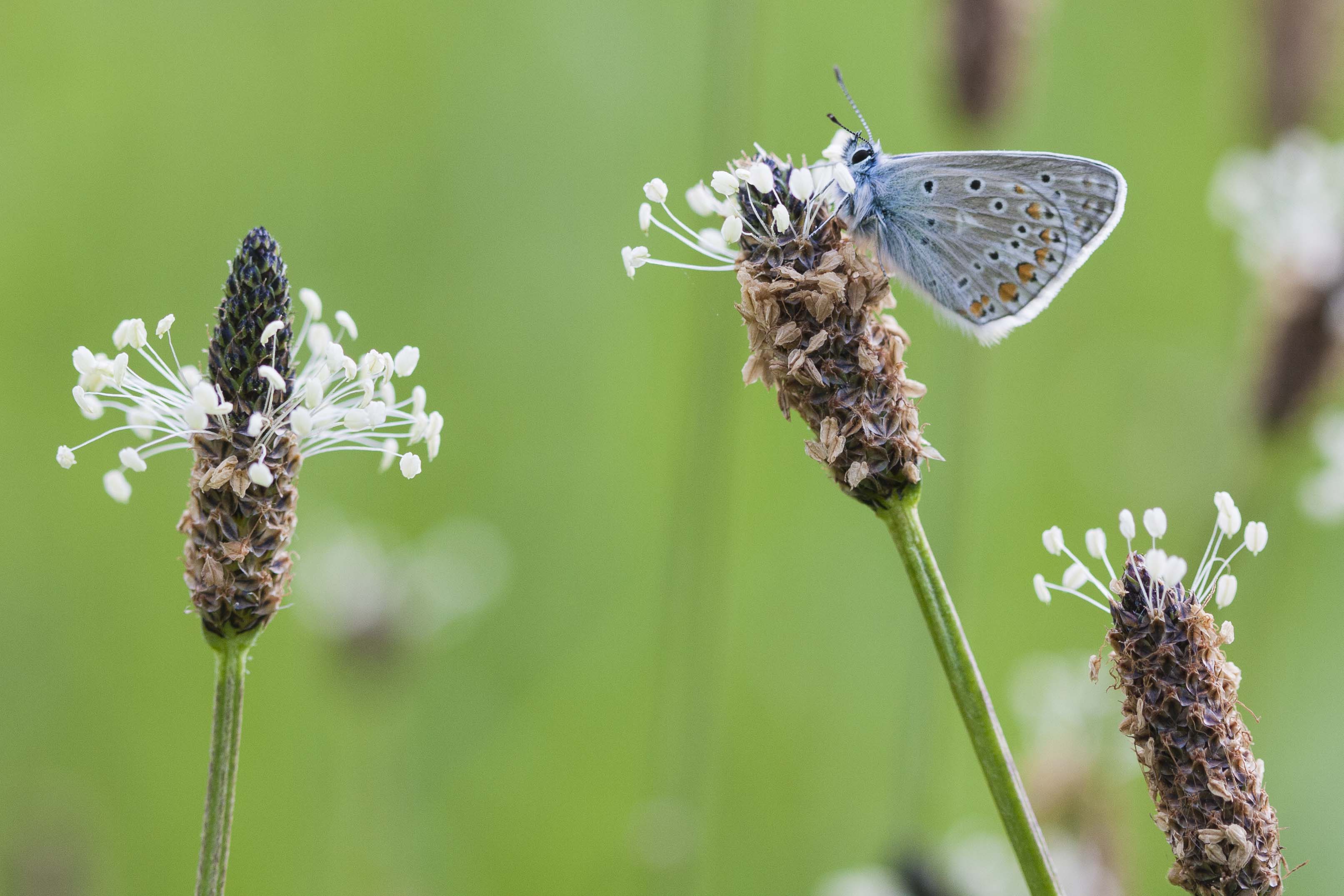 Common blue  - Polyommatus icarus