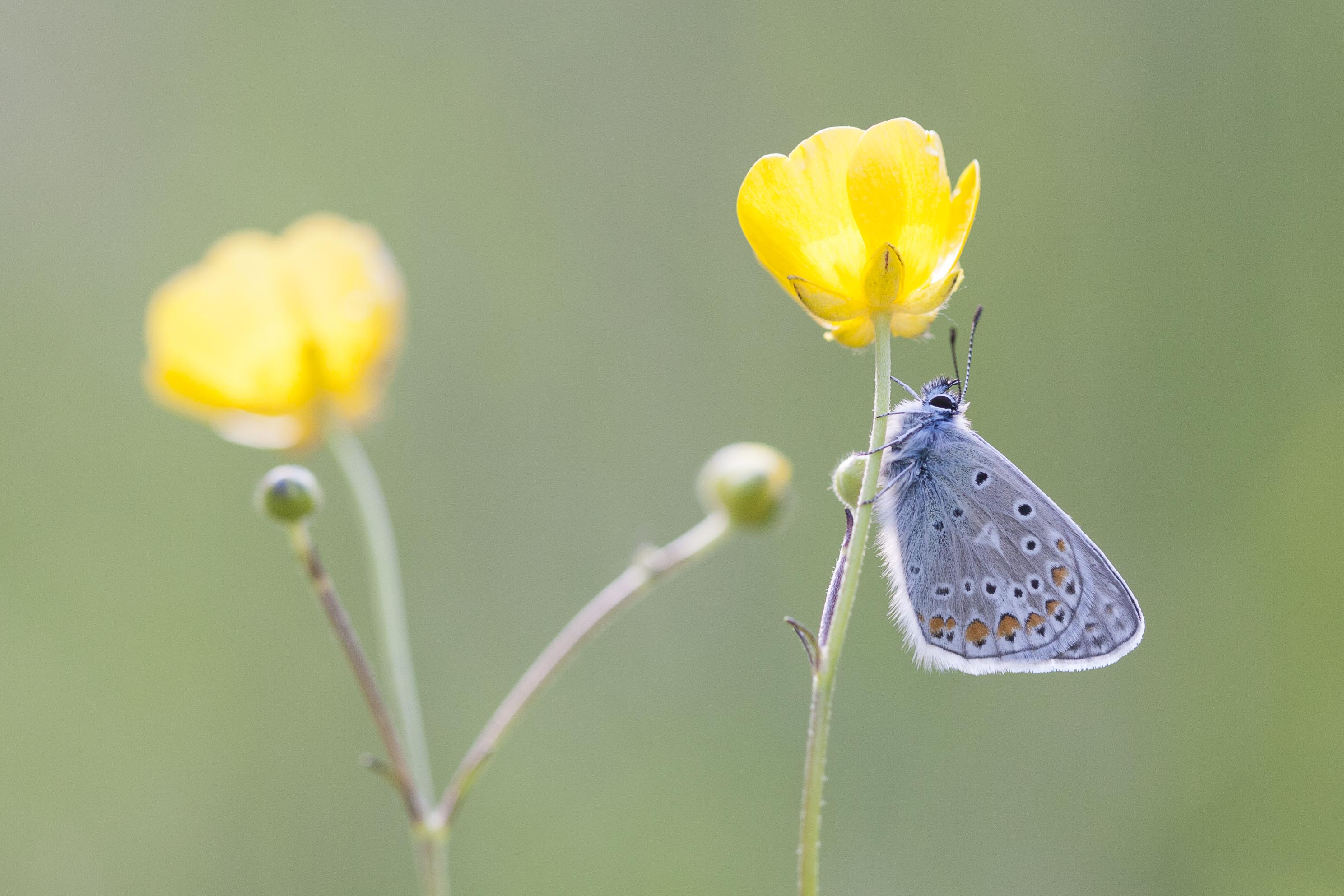 Common blue  - Polyommatus icarus