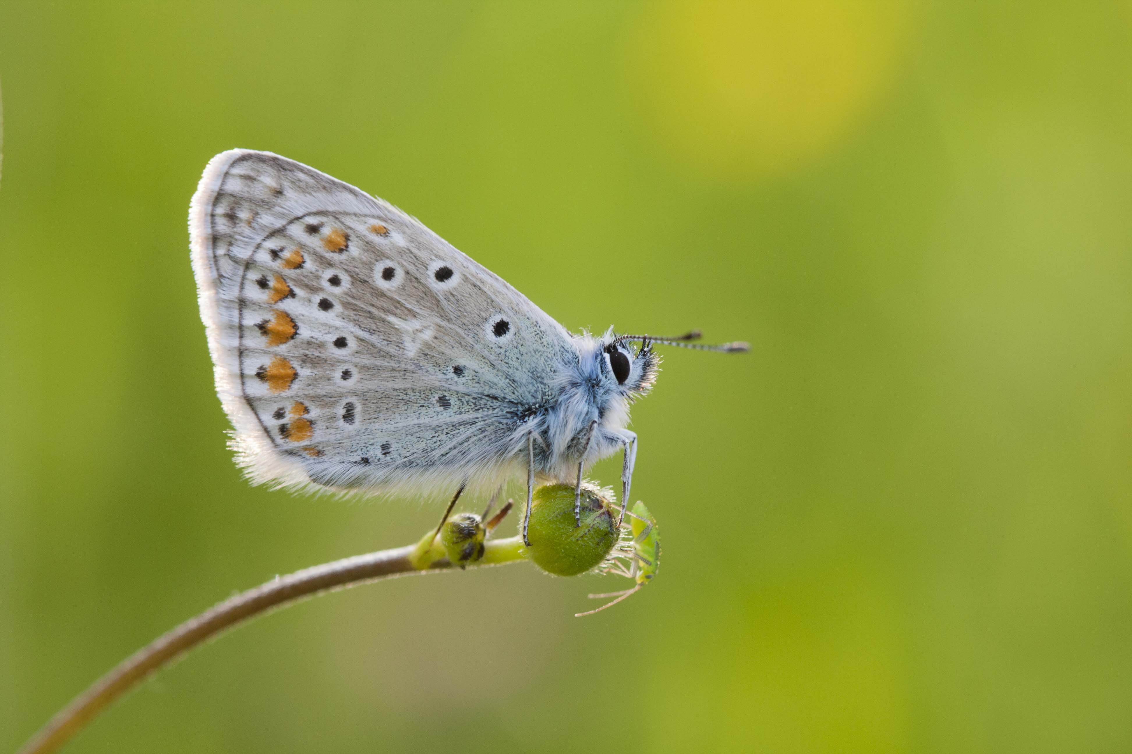 Common blue  - Polyommatus icarus